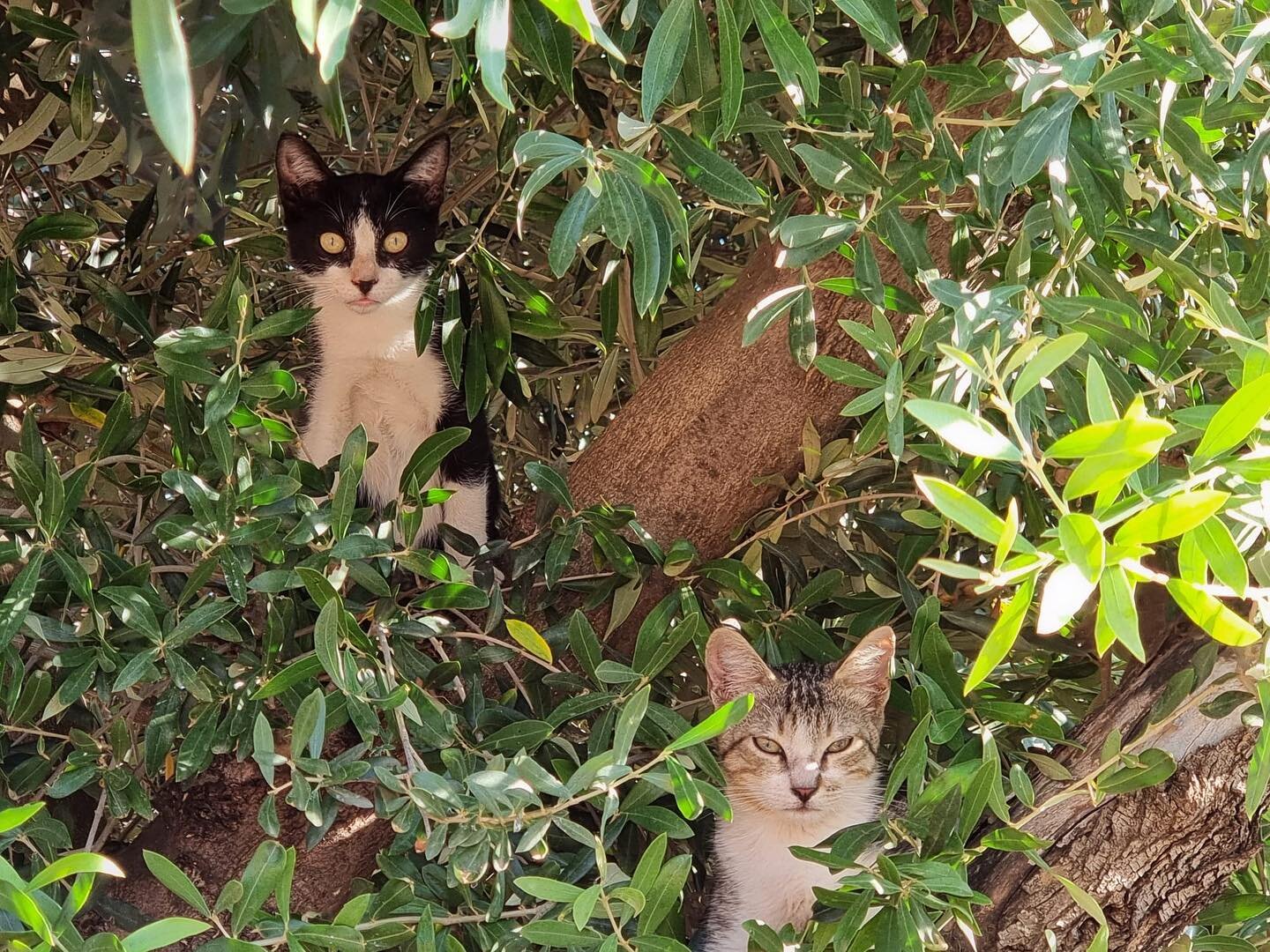 These little tree kittens need a foster home! 🌳🐈 they are living in Vinaros, in an area with lots of car traffic. Please get in touch to foster! 

Buscamos casas de acogidas para estas peque&ntilde;os gatitos del &aacute;rbol! 🌳🐈 est&aacute;n viv