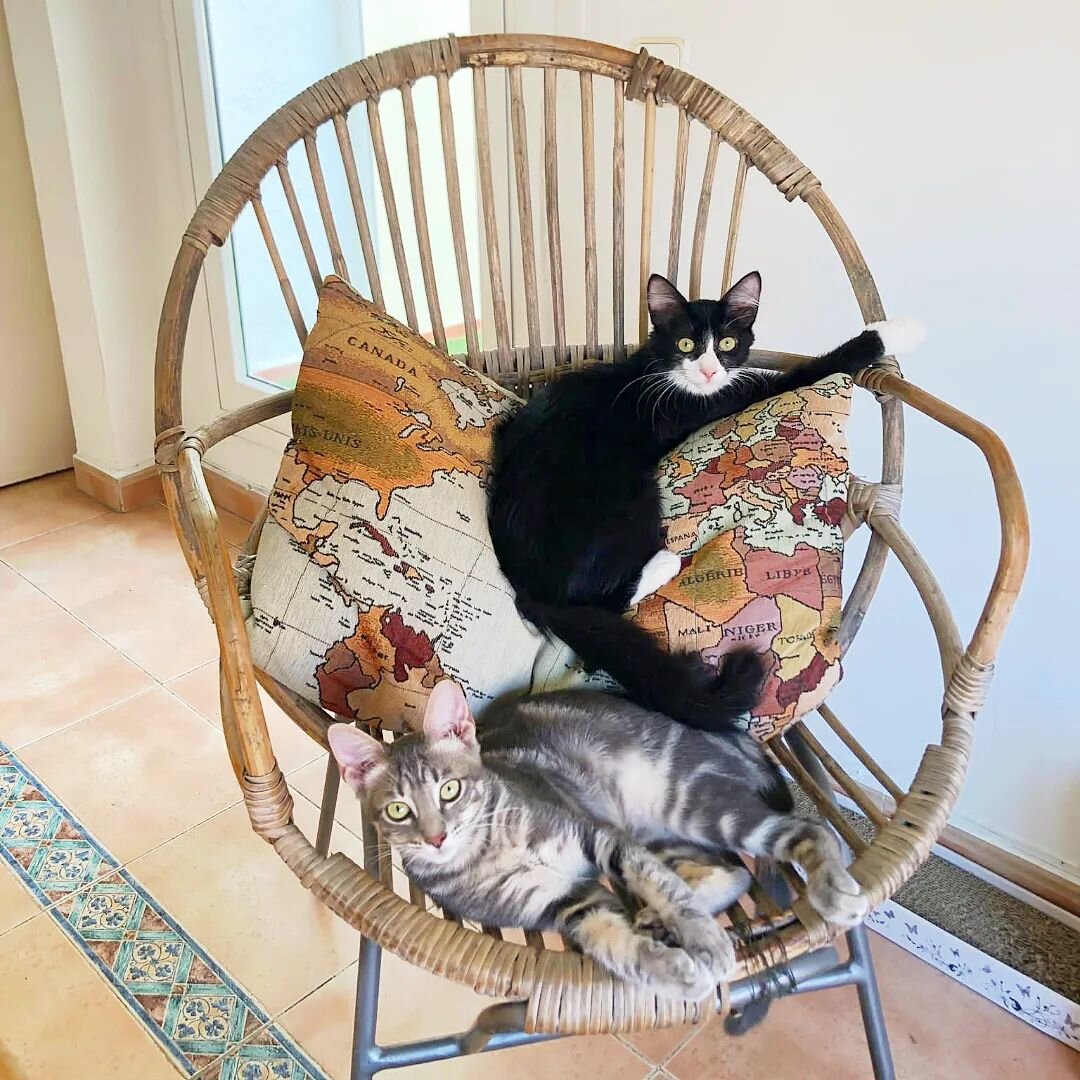 Mishina and Elmer are still looking for a home, either together or in homes with another cat! They are quite different personalities but they get along well: Mishina is more energetic and gregarious, she loves meeting strangers and is not afraid of a