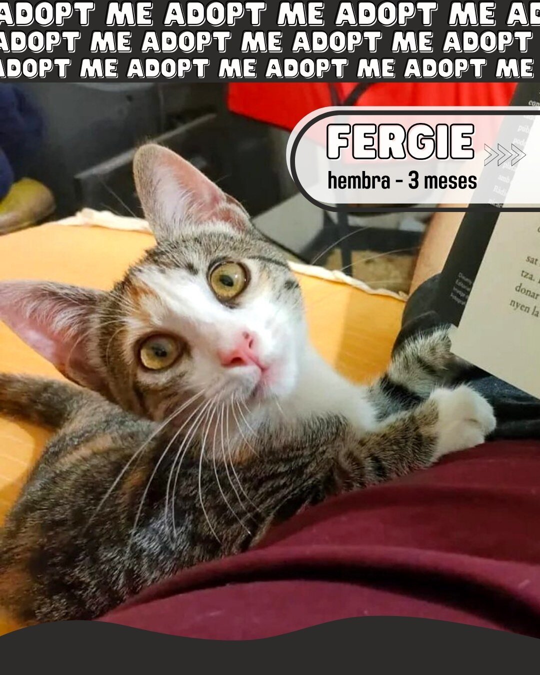 Fergie es nuestra gatita guerrera 🐱 &iquest;te imaginas lo que es operarse siendo solo un beb&eacute;? Fergie tiene muchas ganas de vivir y sabemos que tiene mucho amor para dar a su familia. 🧡

Puedes encontrar la descripci&oacute;n completa sobre