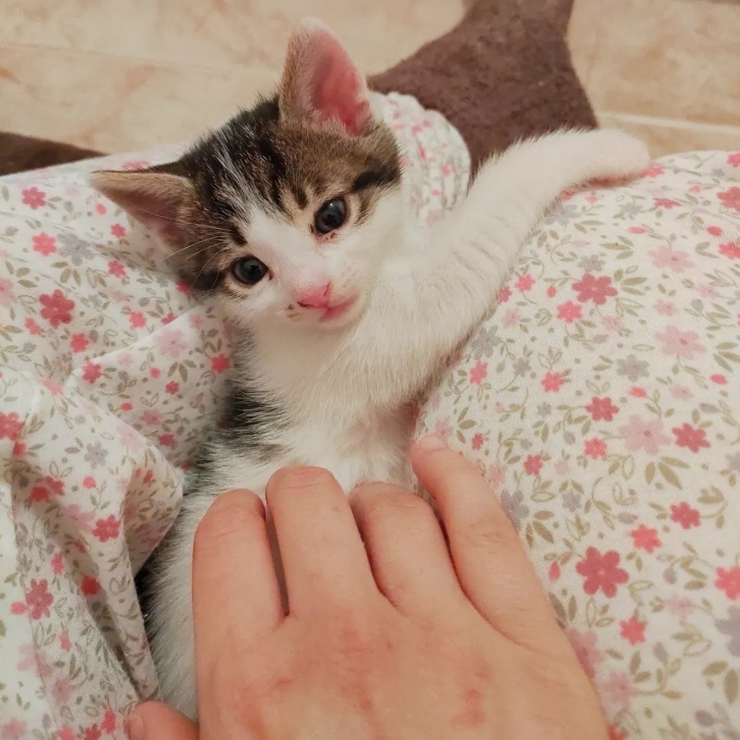 lily8.jpg