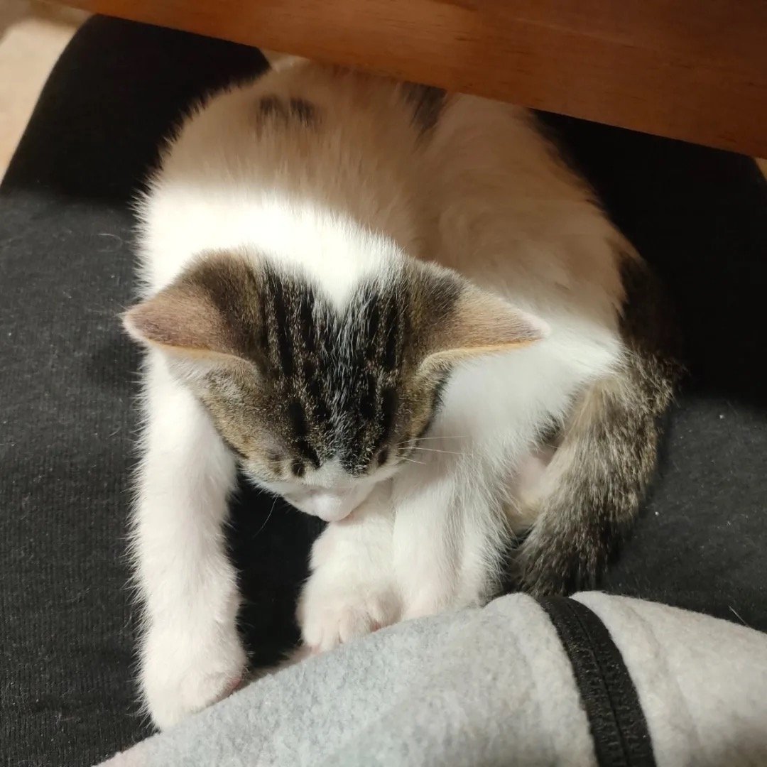 lily10.jpg