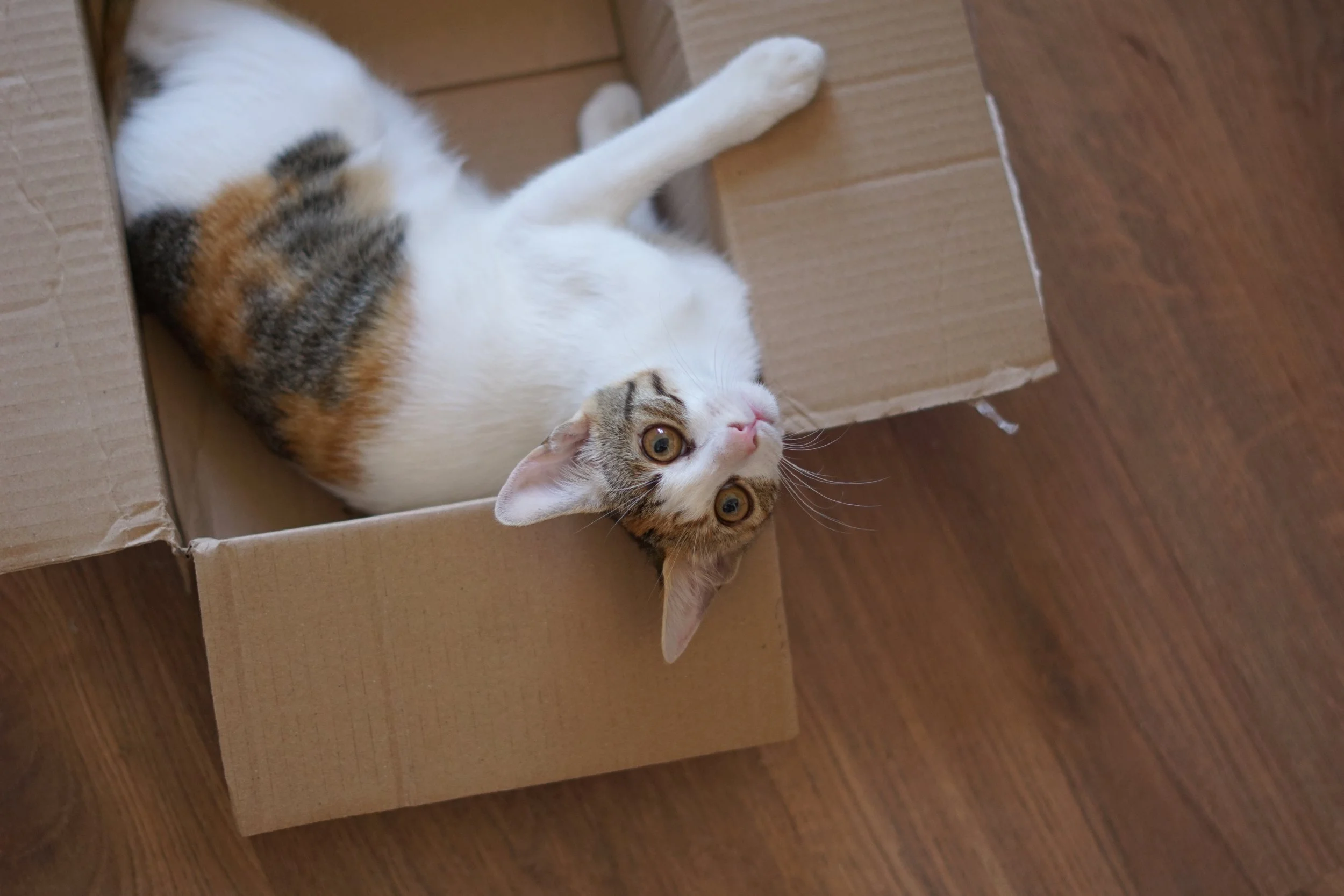 DSC06397- (too grown up maybe).JPG