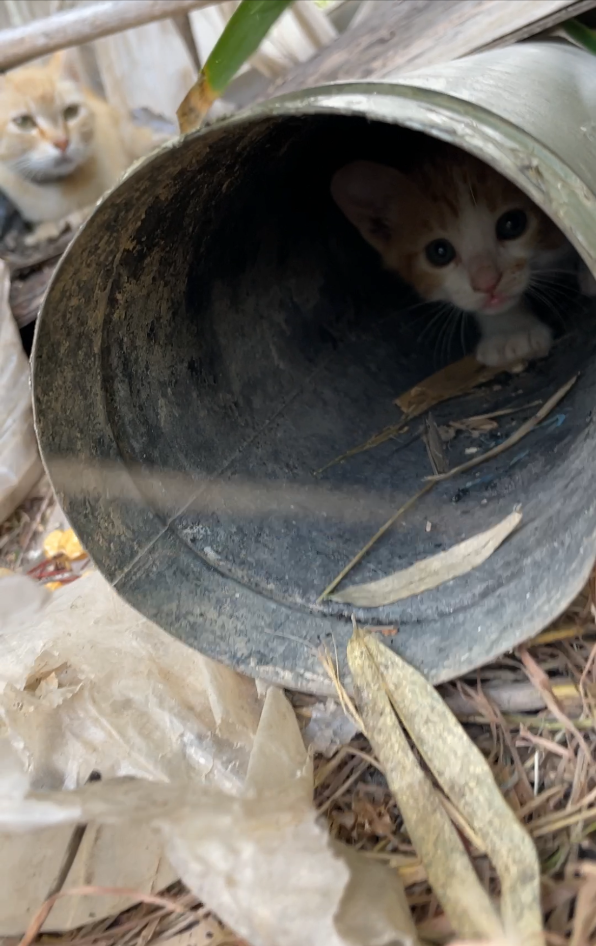 Ver fotos recientes.jpeg