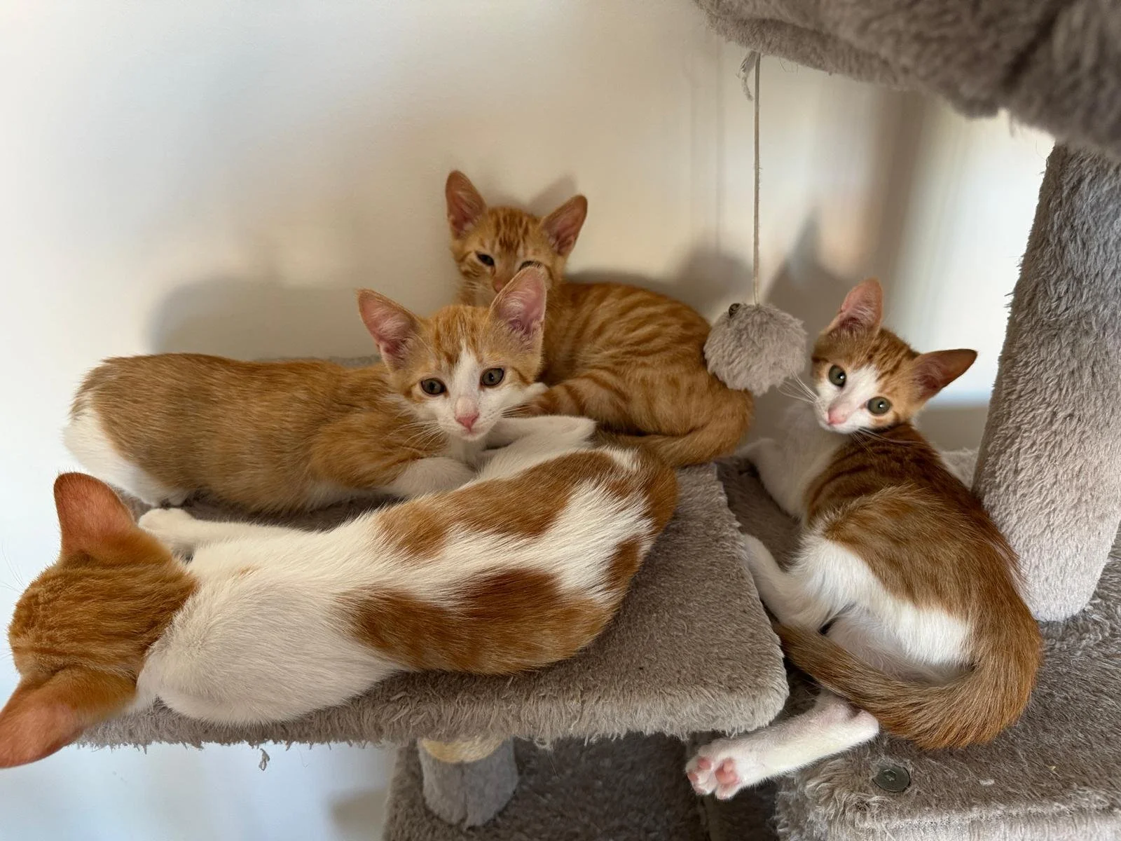 WhatsApp Image 2024-07-10 at 18.09.52.jpeg