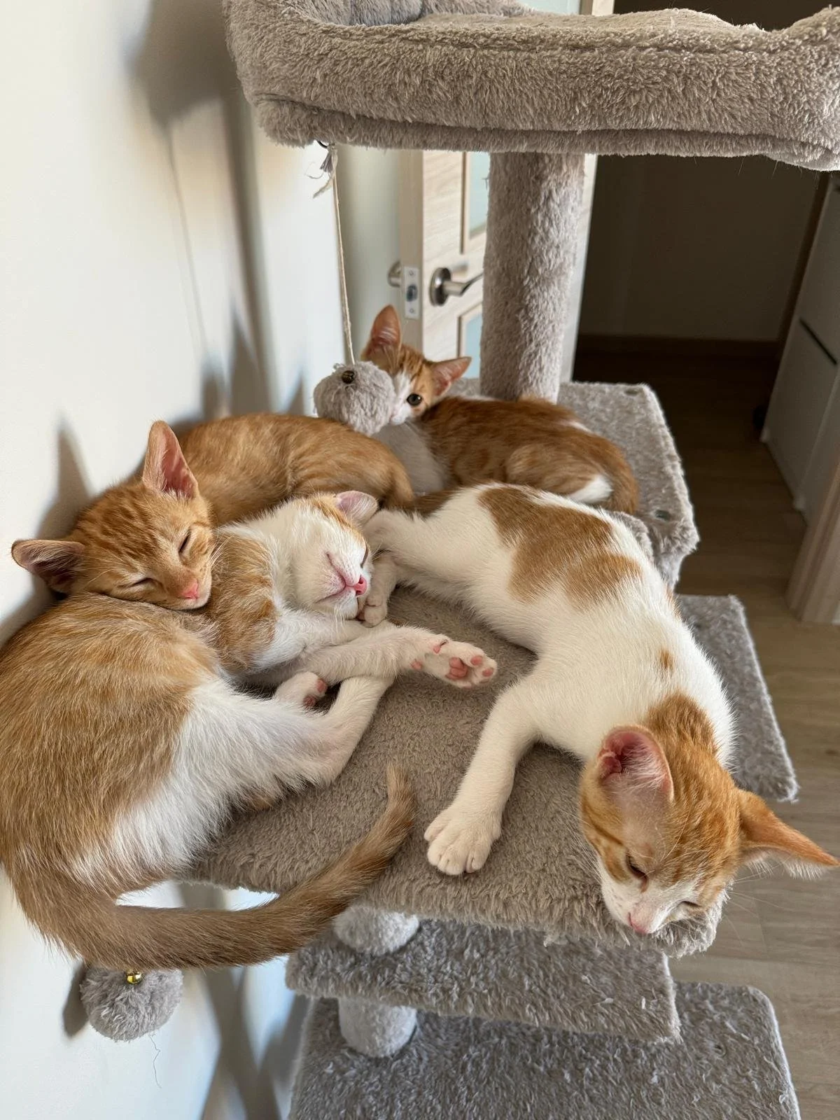 WhatsApp Image 2024-07-10 at 18.07.53.jpeg