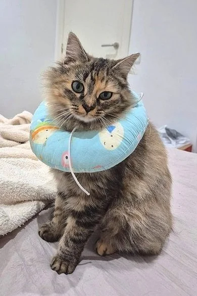 aroha+collar.jpg