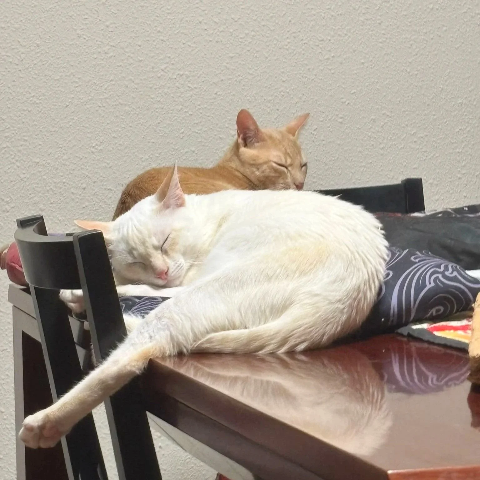 Orion Leo relaxed.jpg