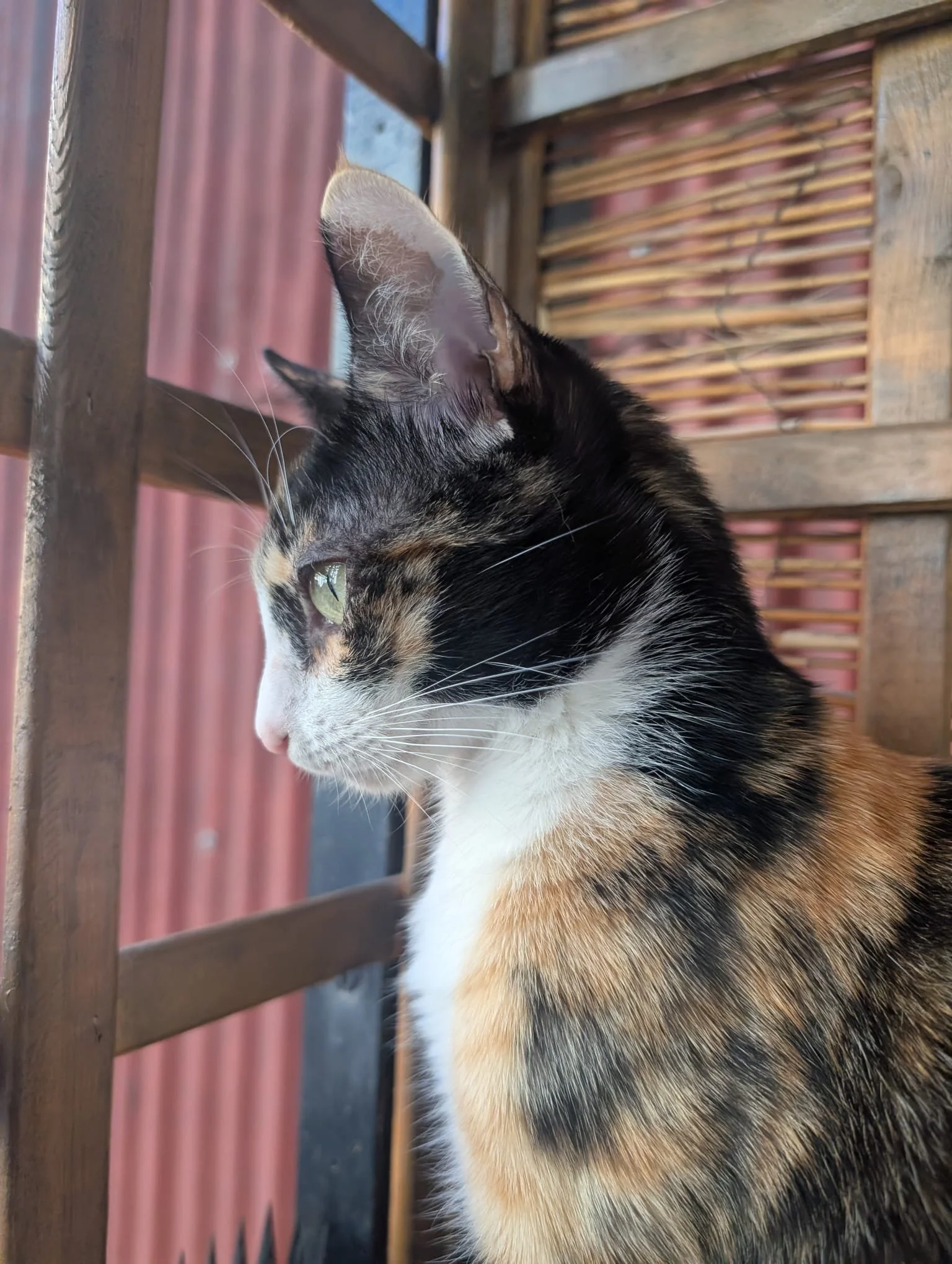 WhatsApp Image 2026-01-18 at 00.07.44 (2).jpeg