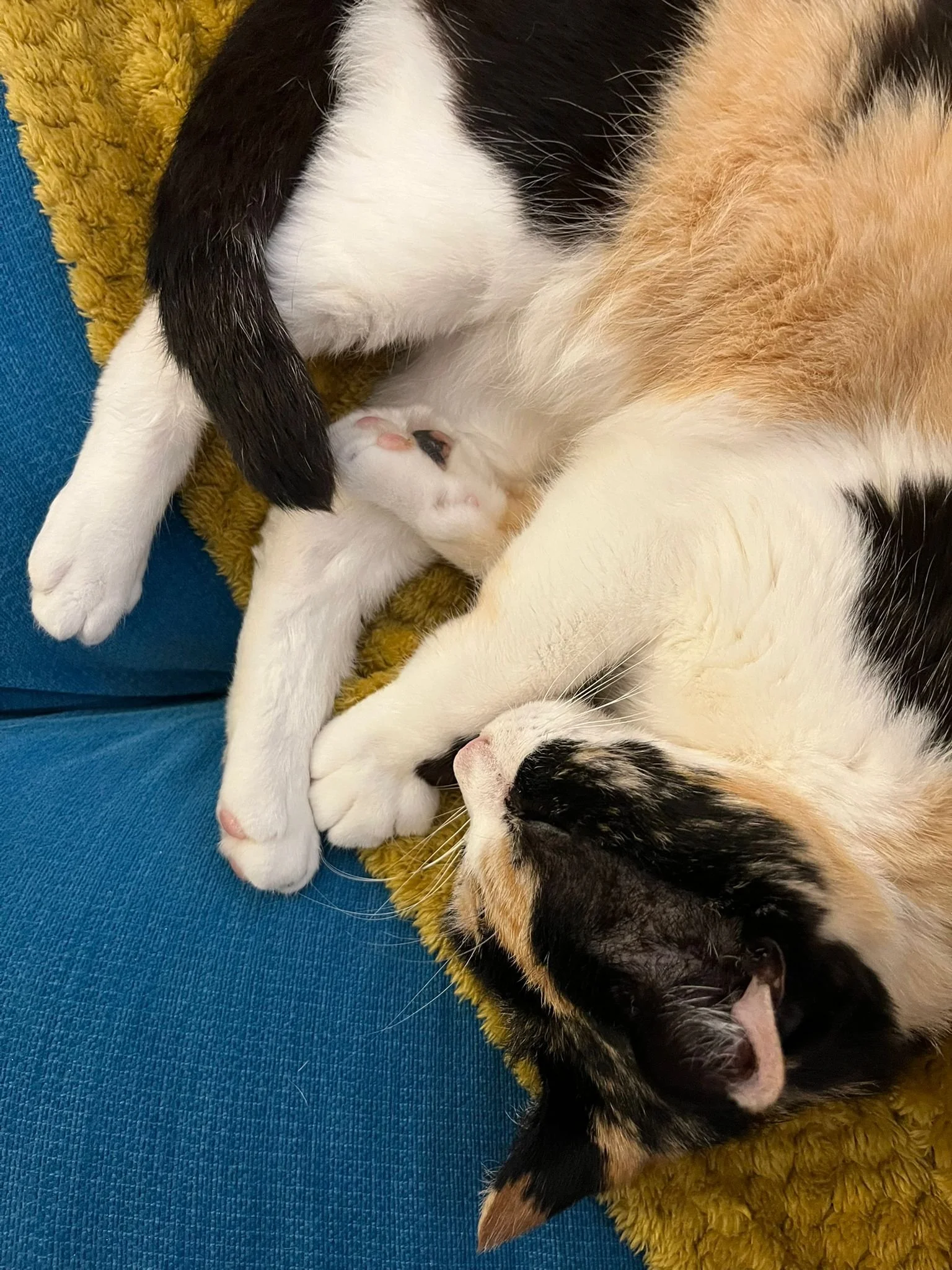 WhatsApp Image 2026-04-02 at 23.38.49.jpeg