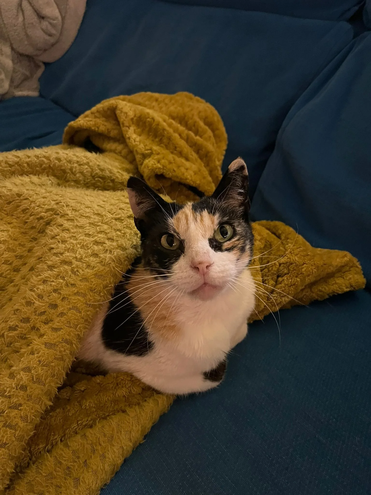 WhatsApp Image 2026-04-02 at 23.38.59.jpeg