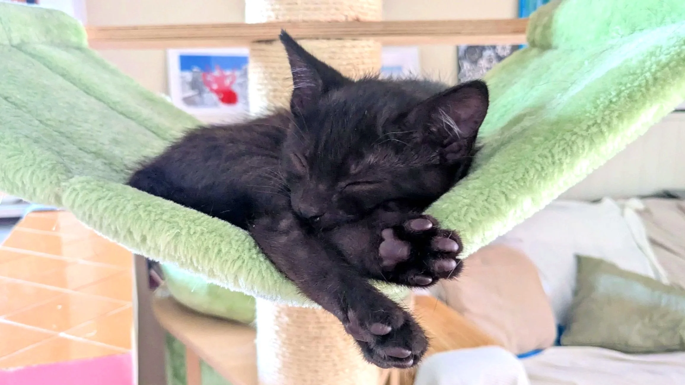 Bryn+sleeping.jpg