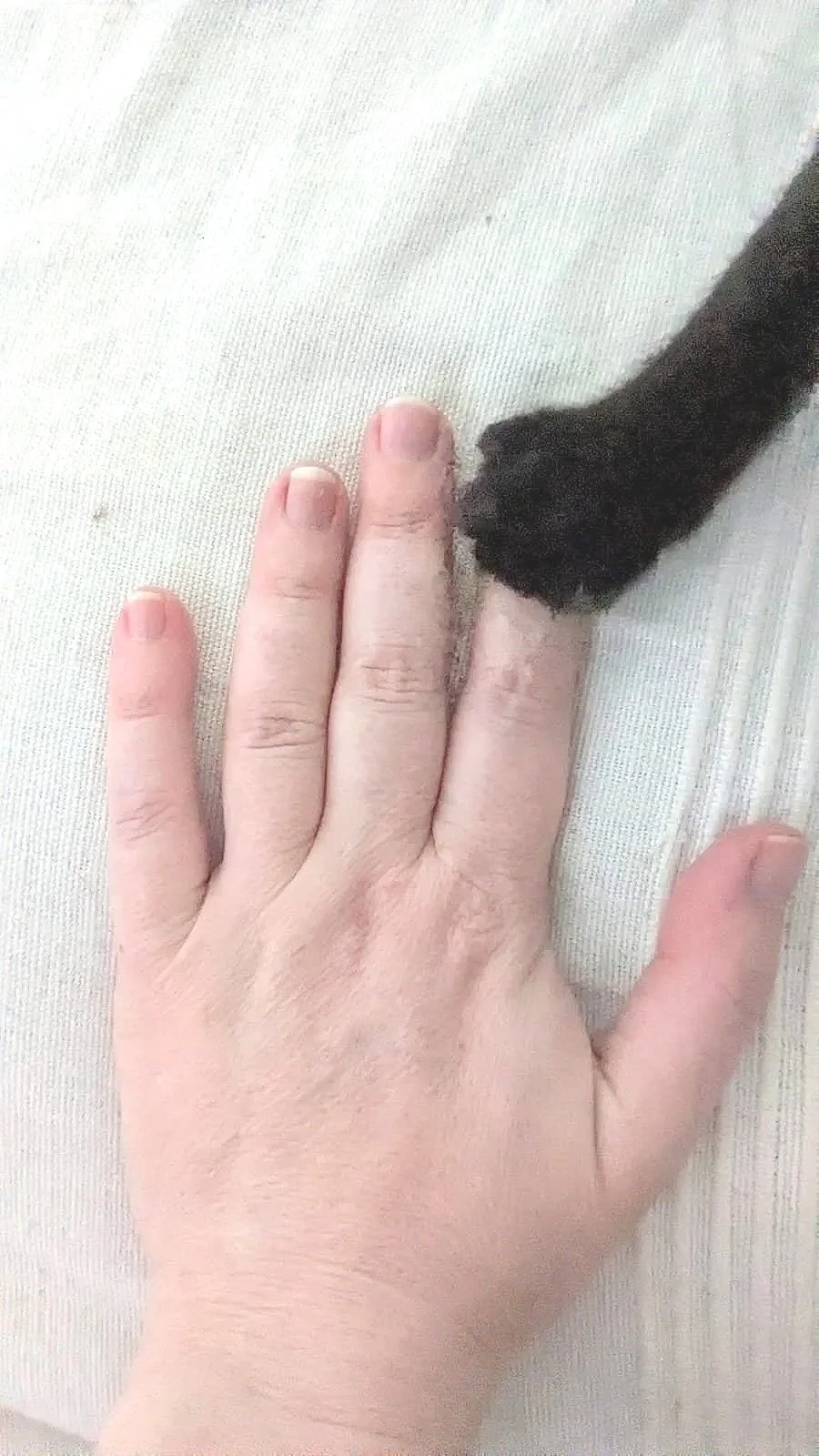 BrynPaw.jpg