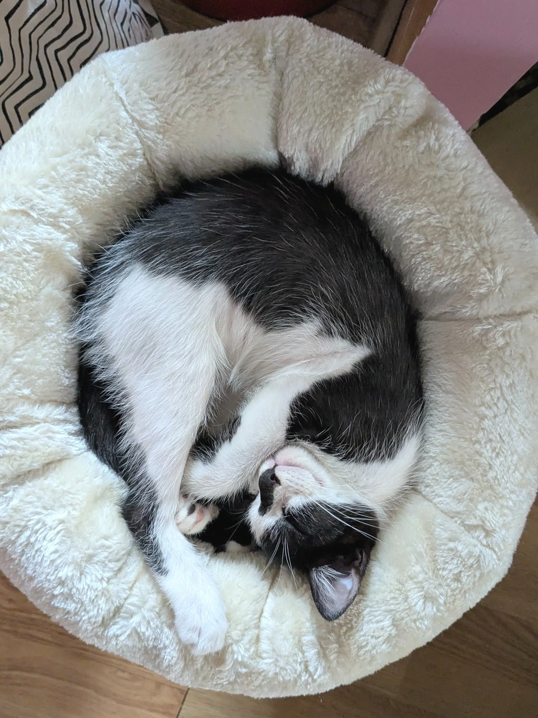 Gwen+sleeping1.jpg