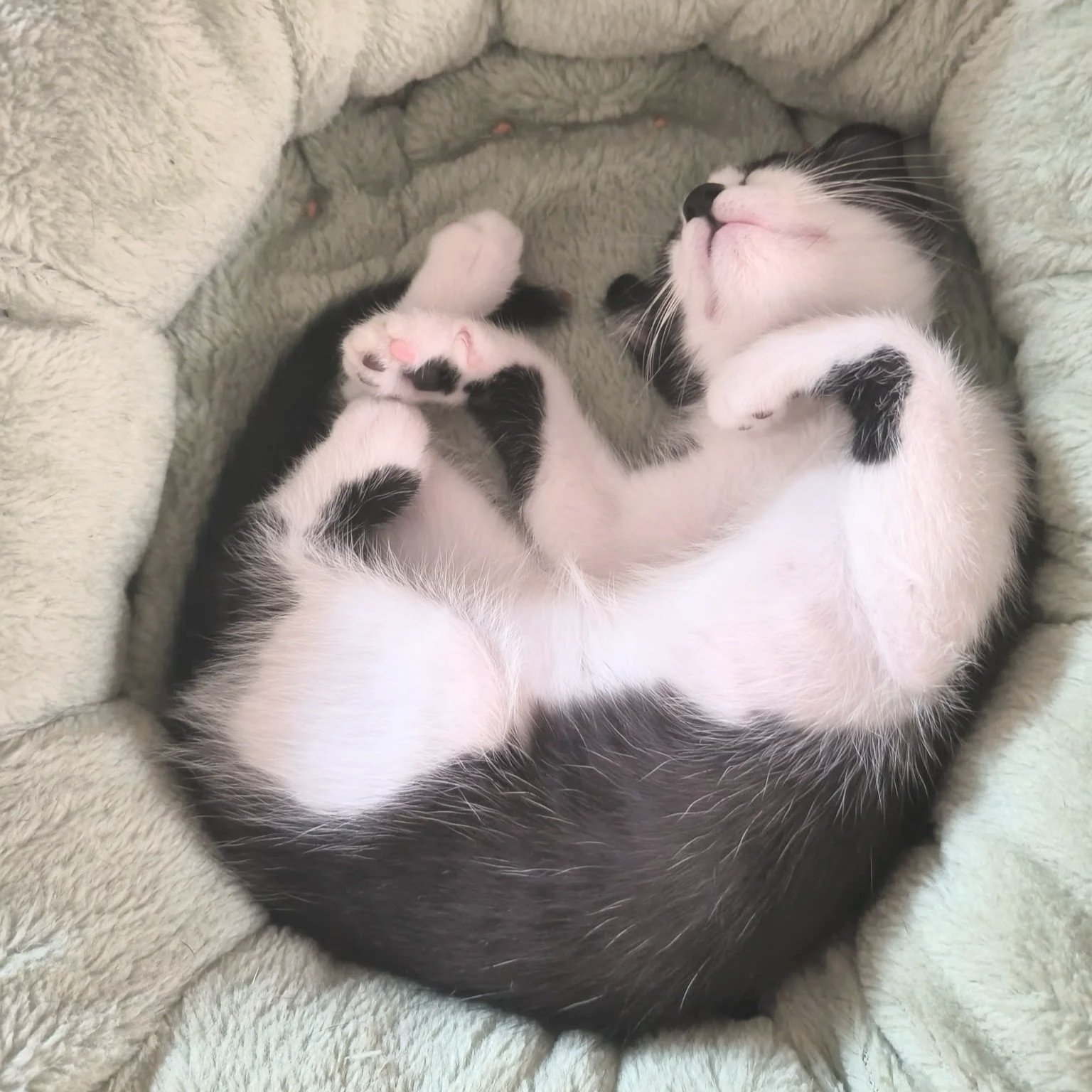 Gwen+sleeping2.jpg