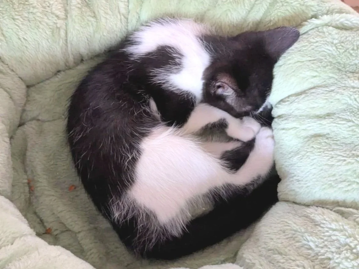 GwenSleeping3.jpg