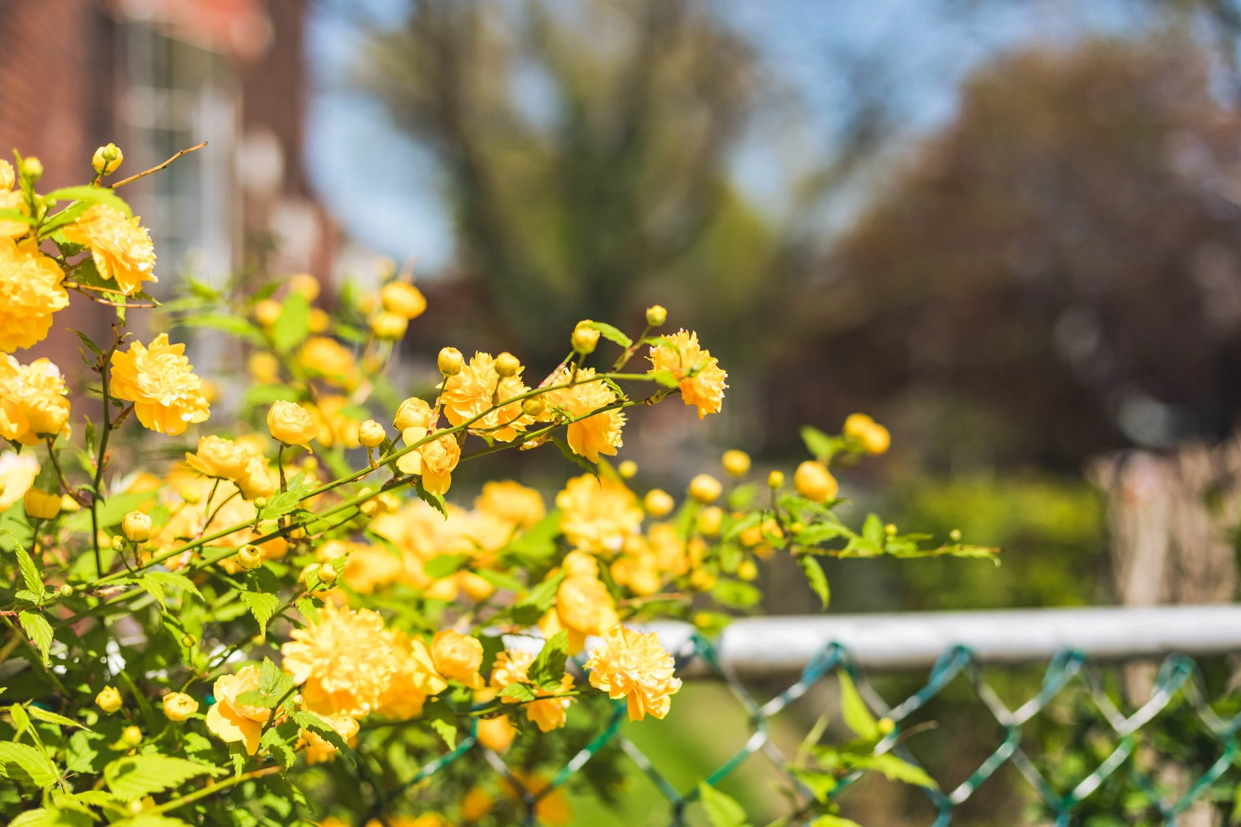 2025.05.17 - Some Spring Things-4.jpg