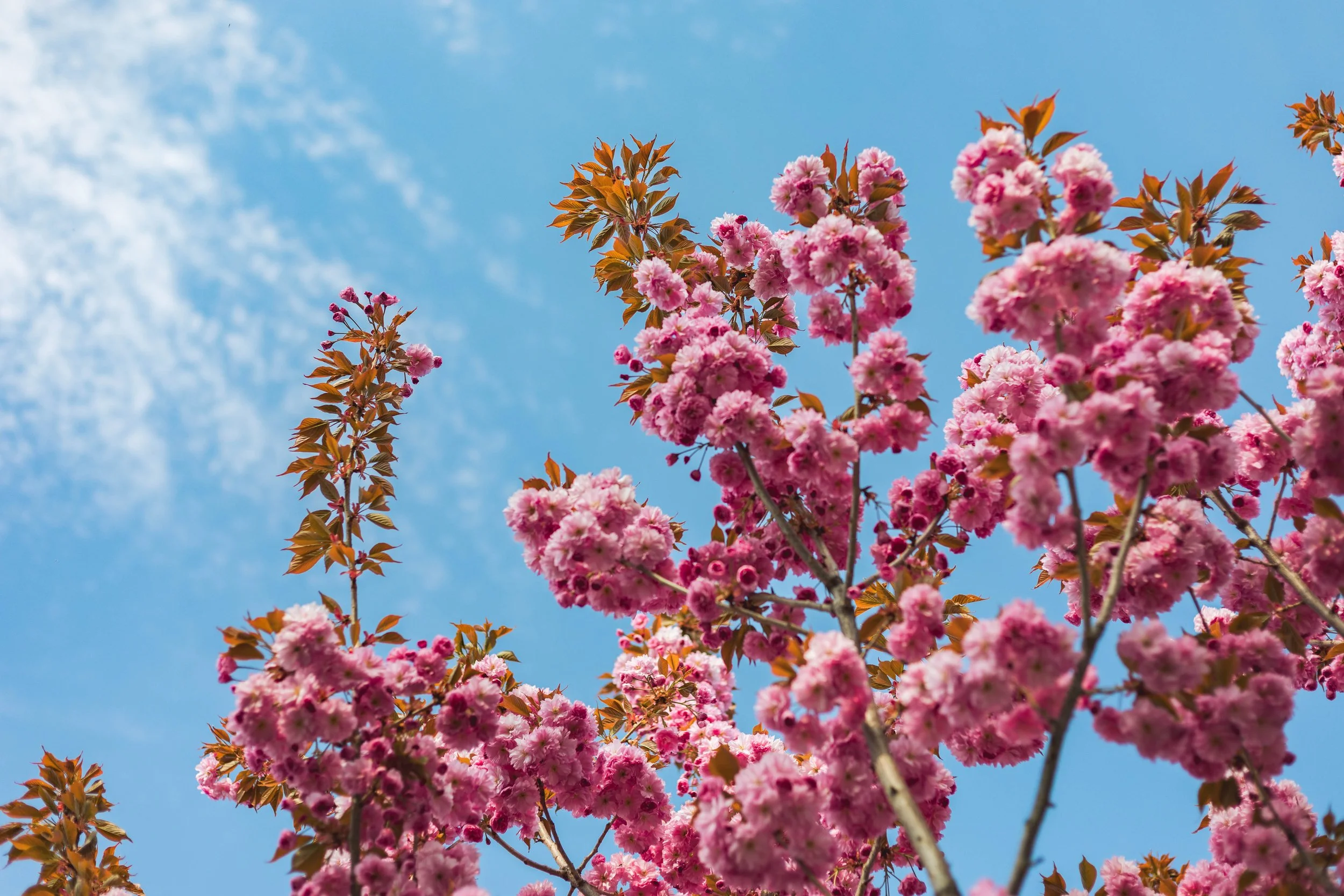 2025.05.17 - Some Spring Things-11.jpg