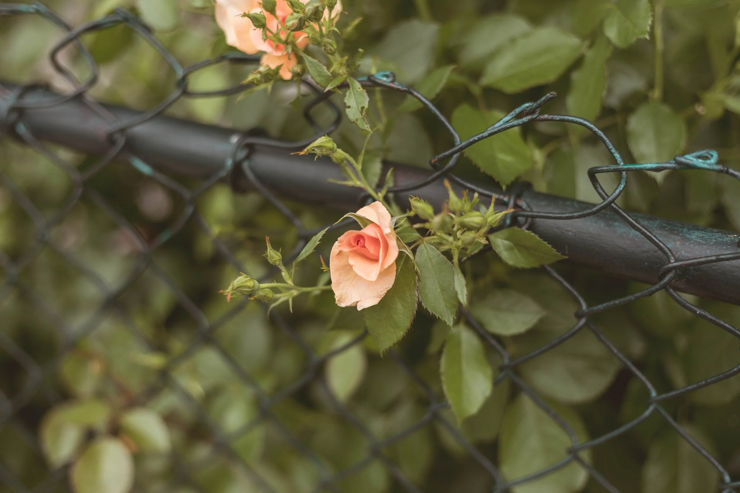 2024.06.08 - Do West Fest 2024-36.jpg