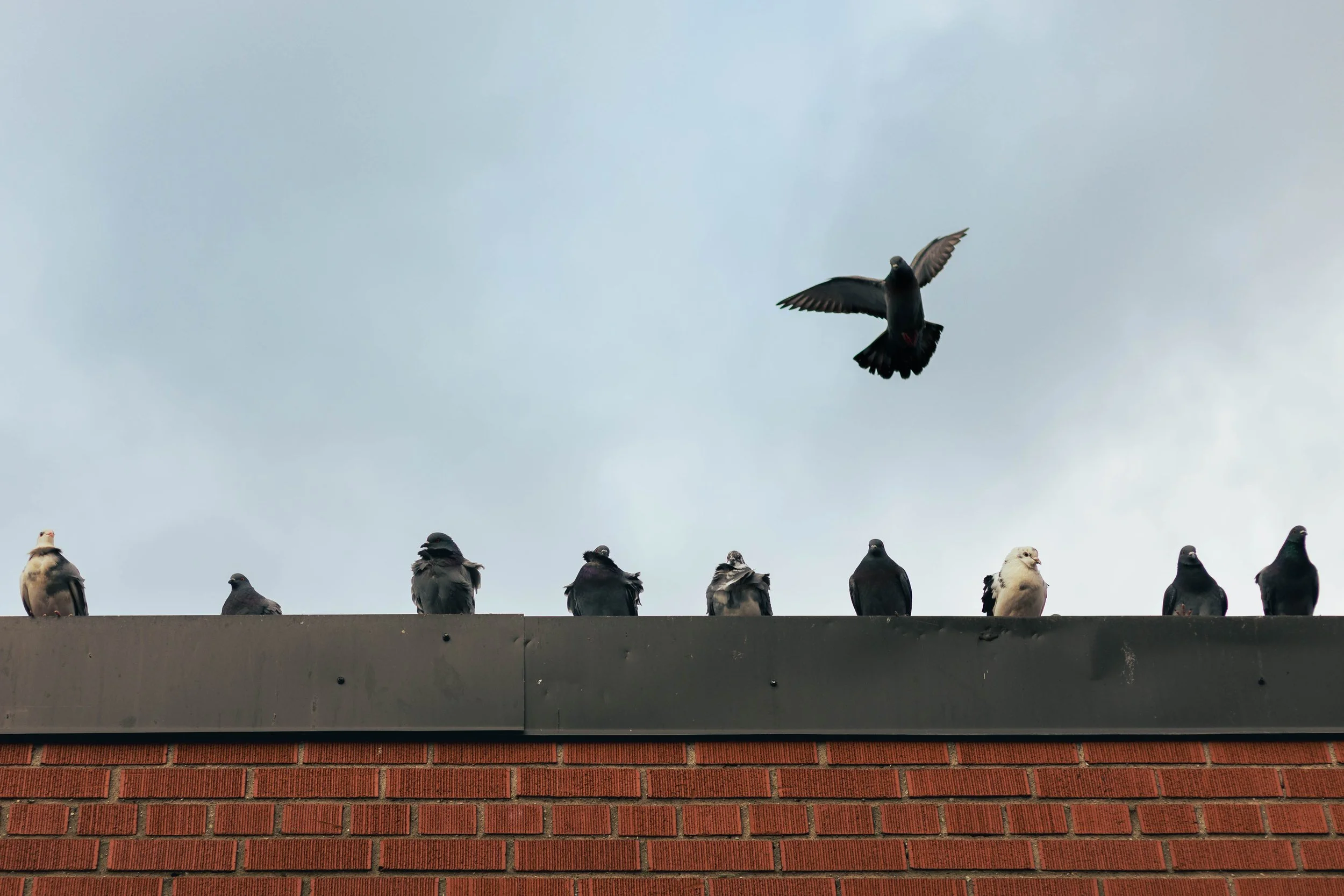 2025.11.30 - End November Wandering-3.jpg