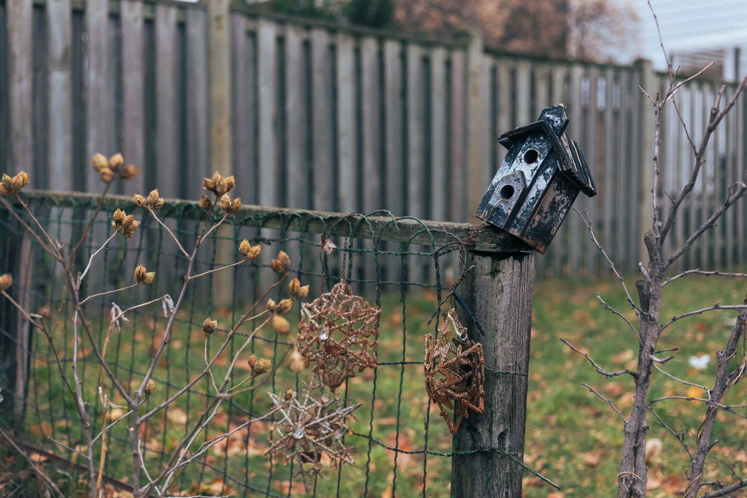 2025.11.30 - End November Wandering-11.jpg