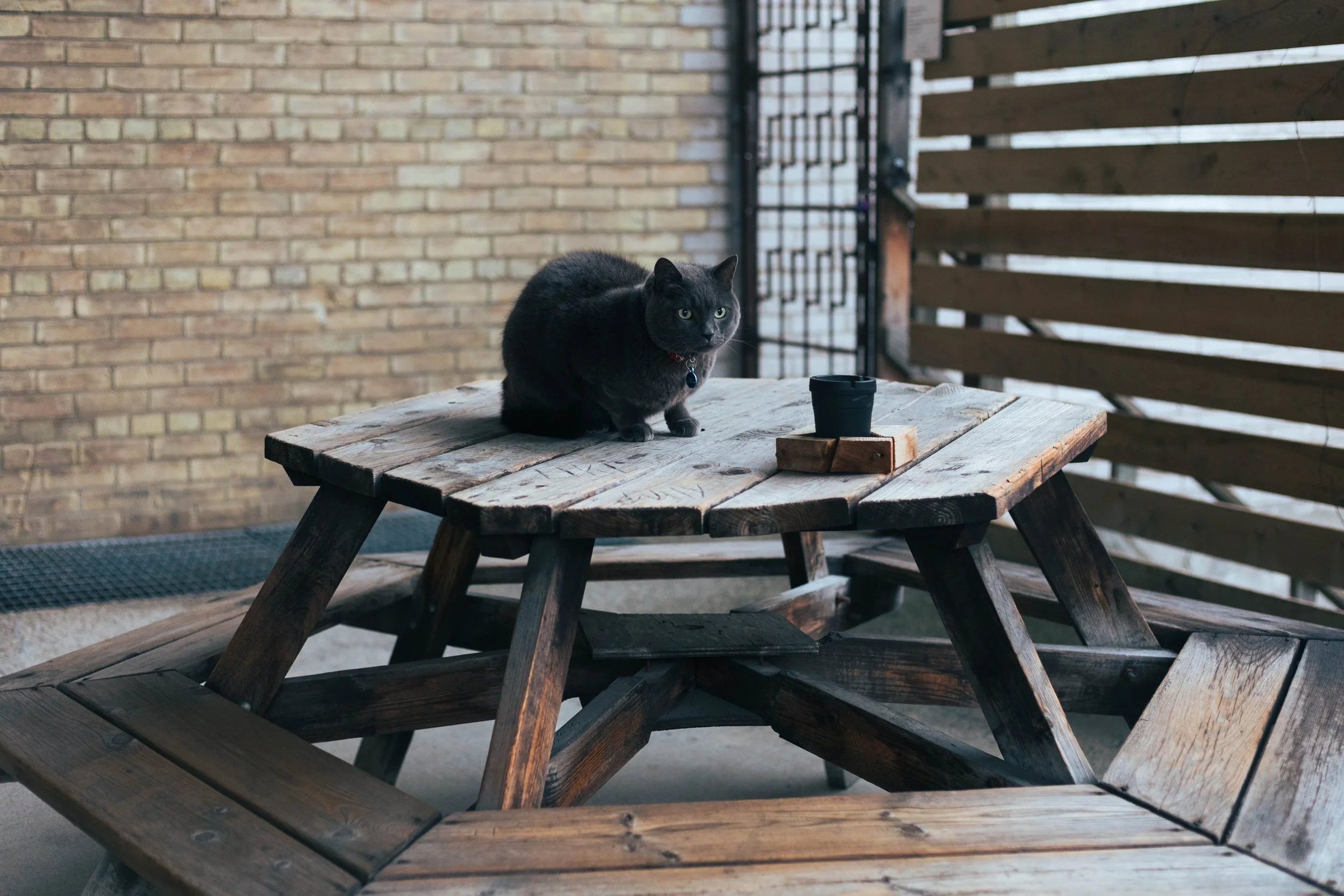 2025.11.30 - End November Wandering-13.jpg