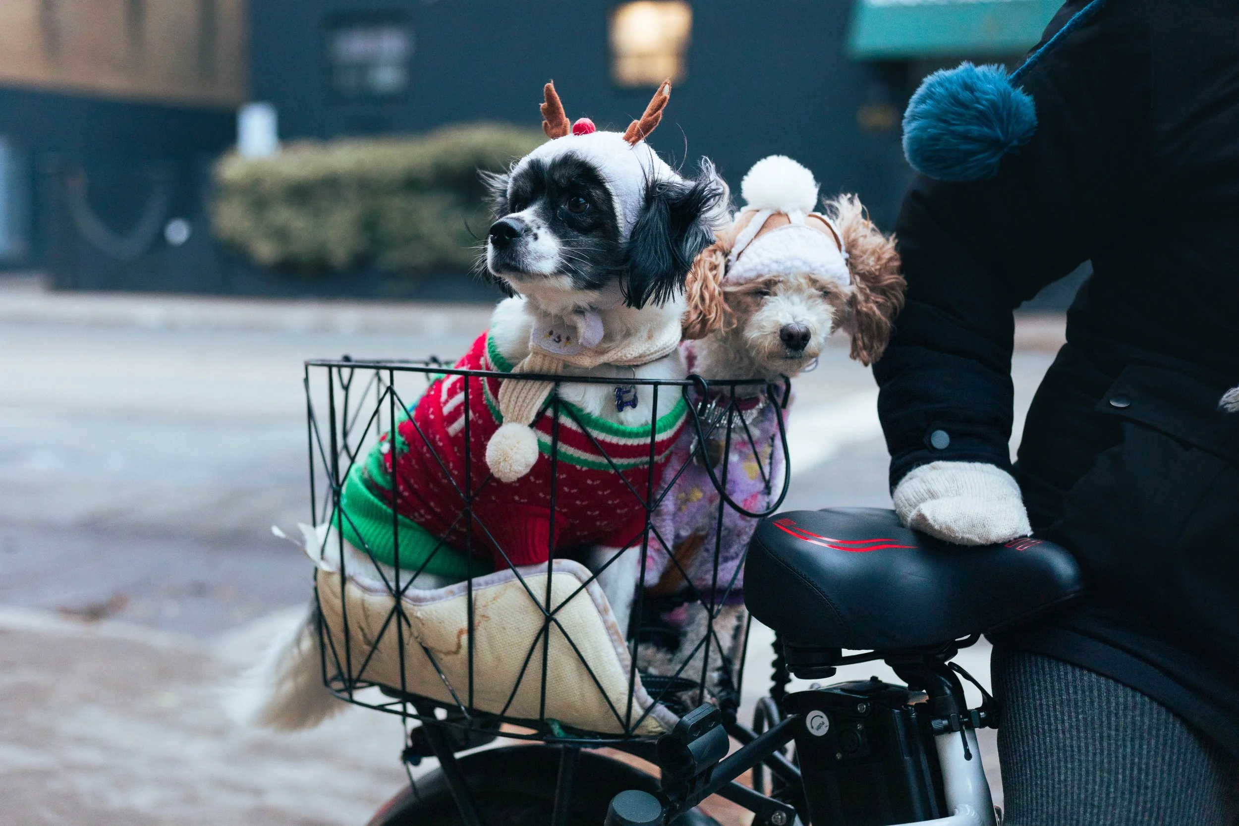 2025.11.30 - End November Wandering-20.jpg