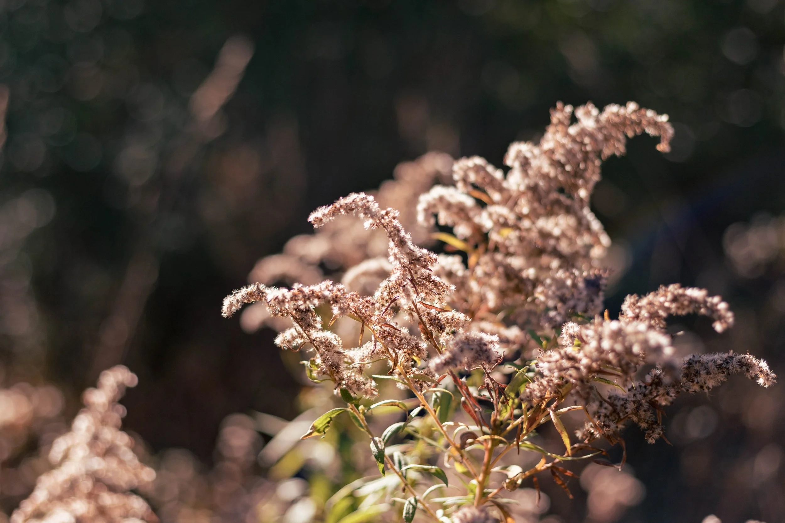 2024.11.09 - Bud Hike-1.jpg