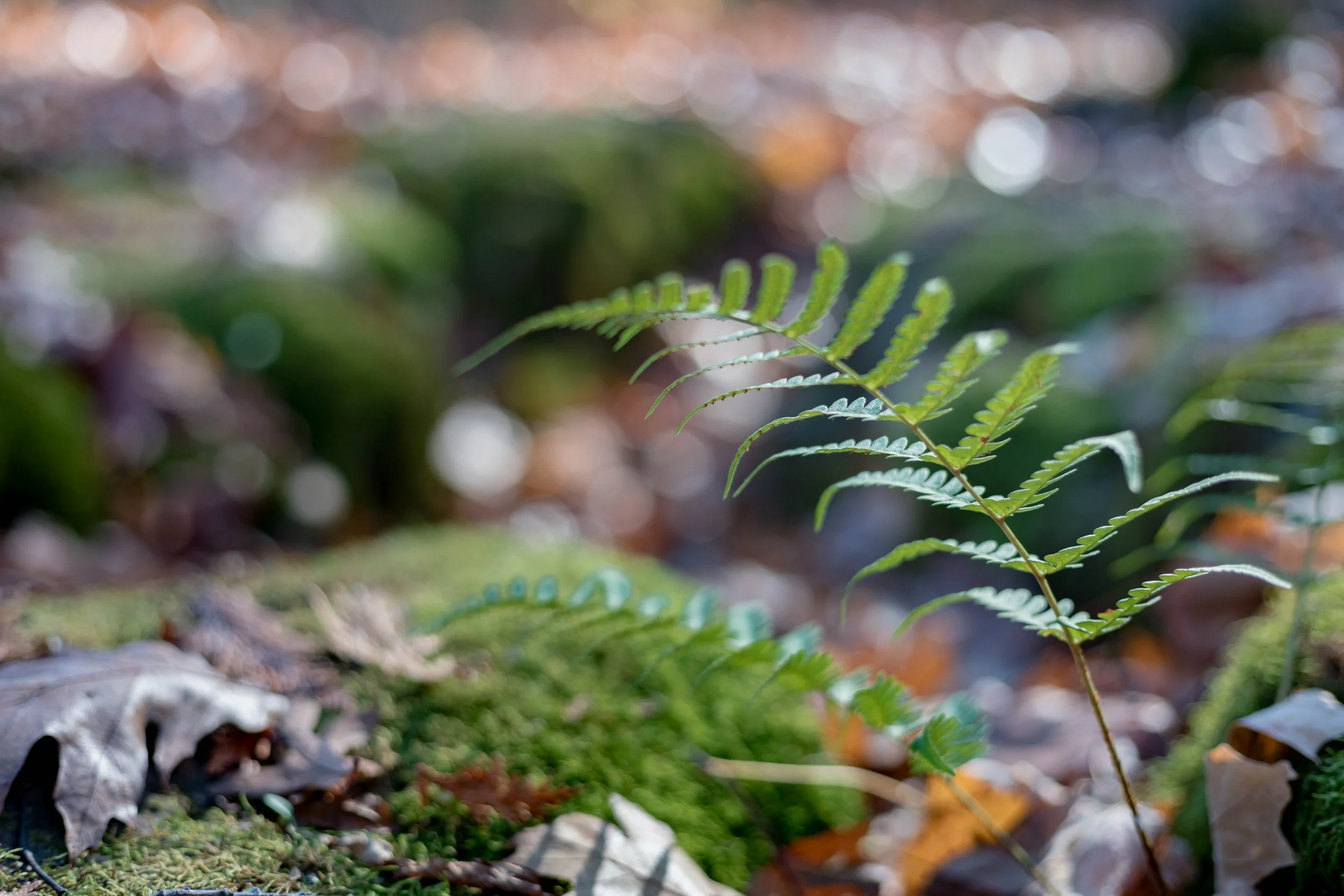 2024.11.09 - Bud Hike-3.jpg