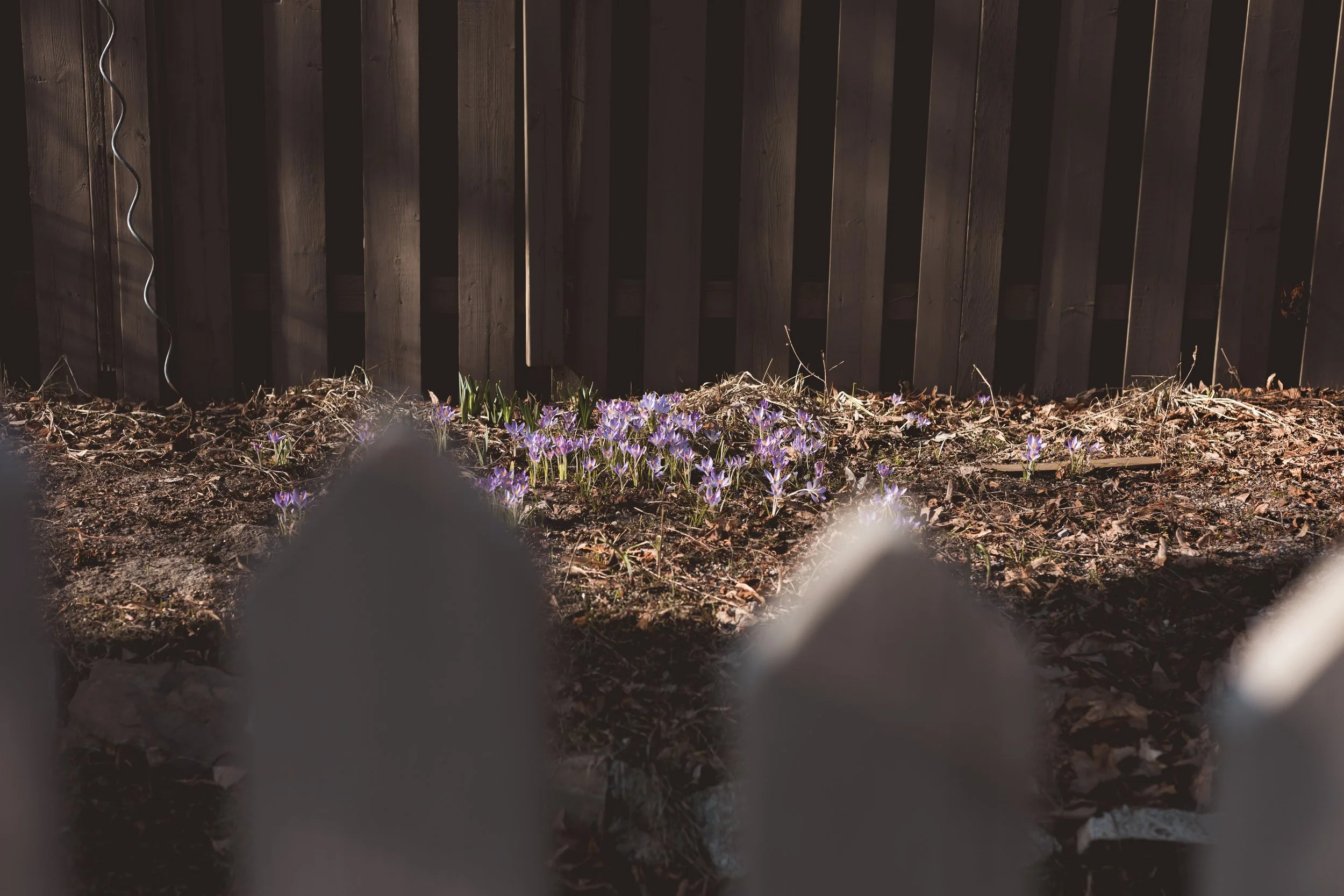 2026.04.04 - So Random Springs-16.jpg