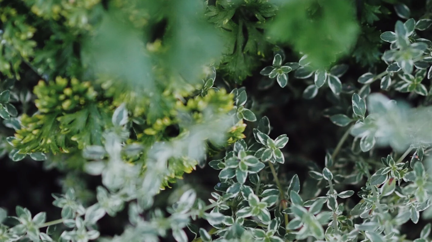 garden-herbs.jpg