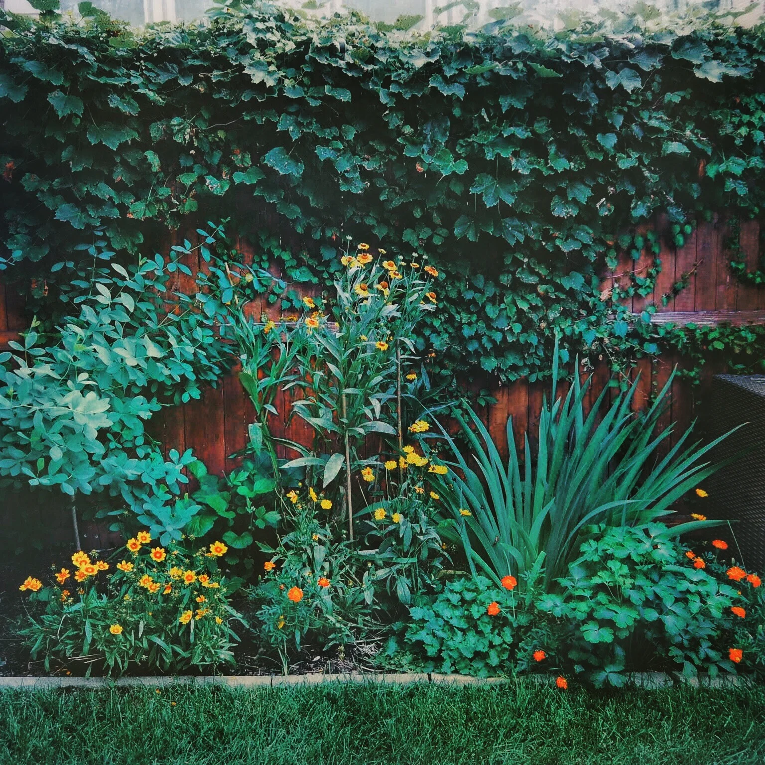 flowers.jpg