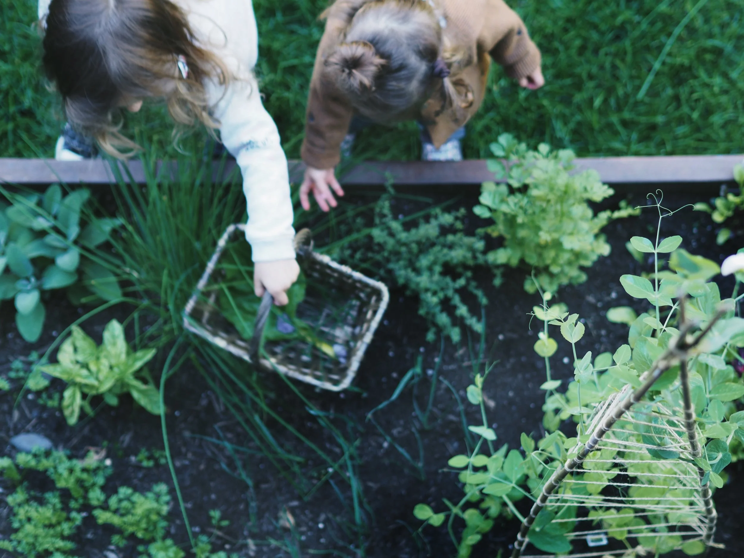 Veggie bed 2.jpg