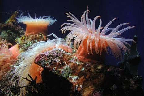 sea-anemones.jpg