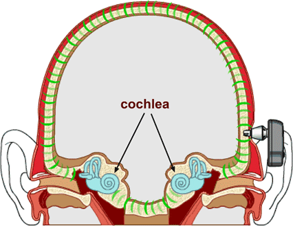 cochlea.gif