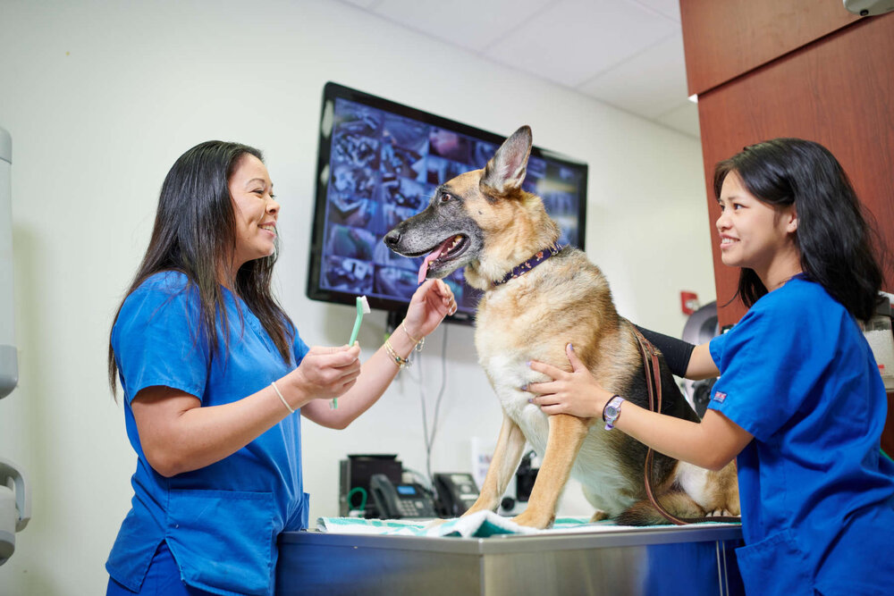 National Veterinary Technician Week - October 11-17, 2020 — Pet Hospitals  of Hawaii