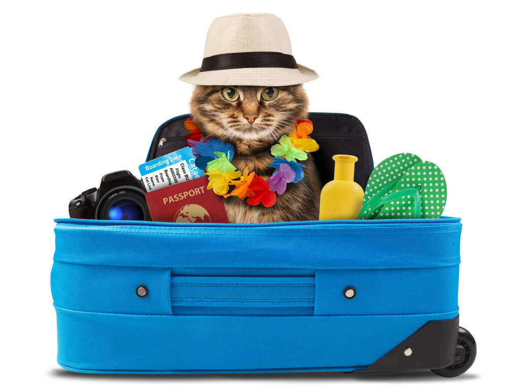 Pet quarantine rules in Singapore Pet quarantine rules in Singapore