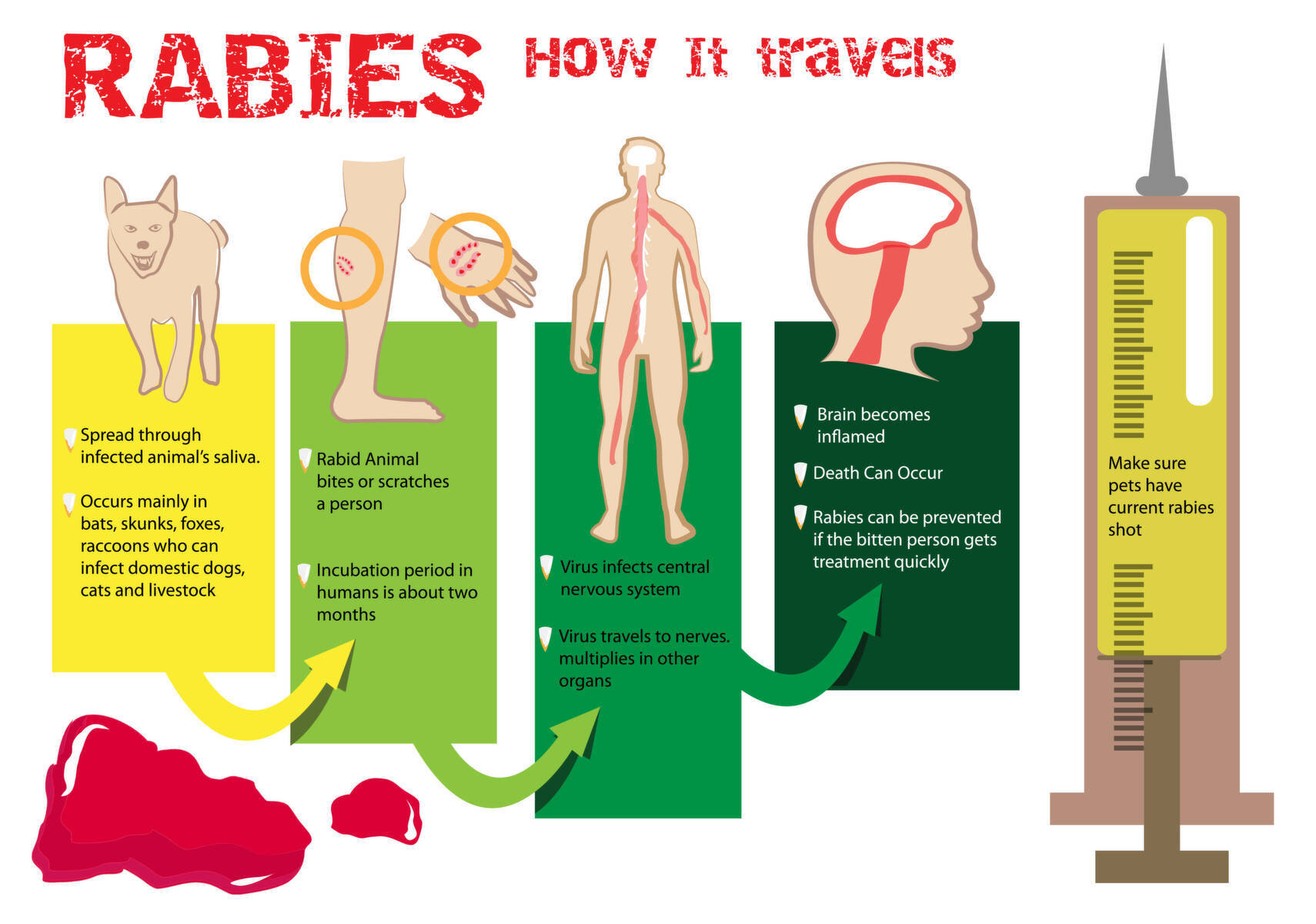 World Rabies Day Is September 28th: Pet Vaccinations Save Lives — Pet Hospitals of Hawaii World Rabies Day Is September 28th: Pet Vaccinations Save Lives — Pet Hospitals of Hawaii