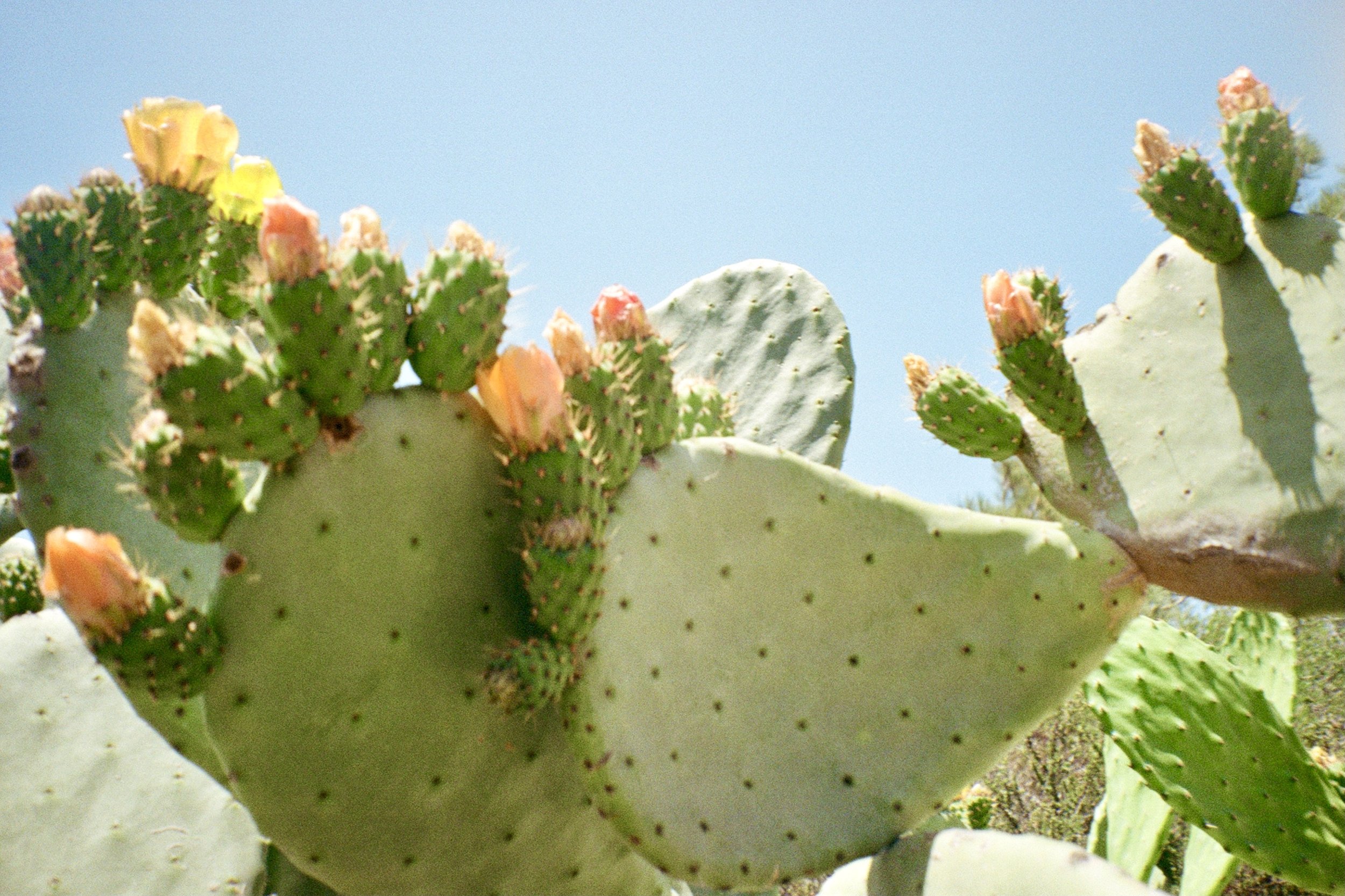 Flowering cacti in Torrey Pines State Reserve, shot on 35mm Kodak film. Green plant with orange, pink and yellow flowers