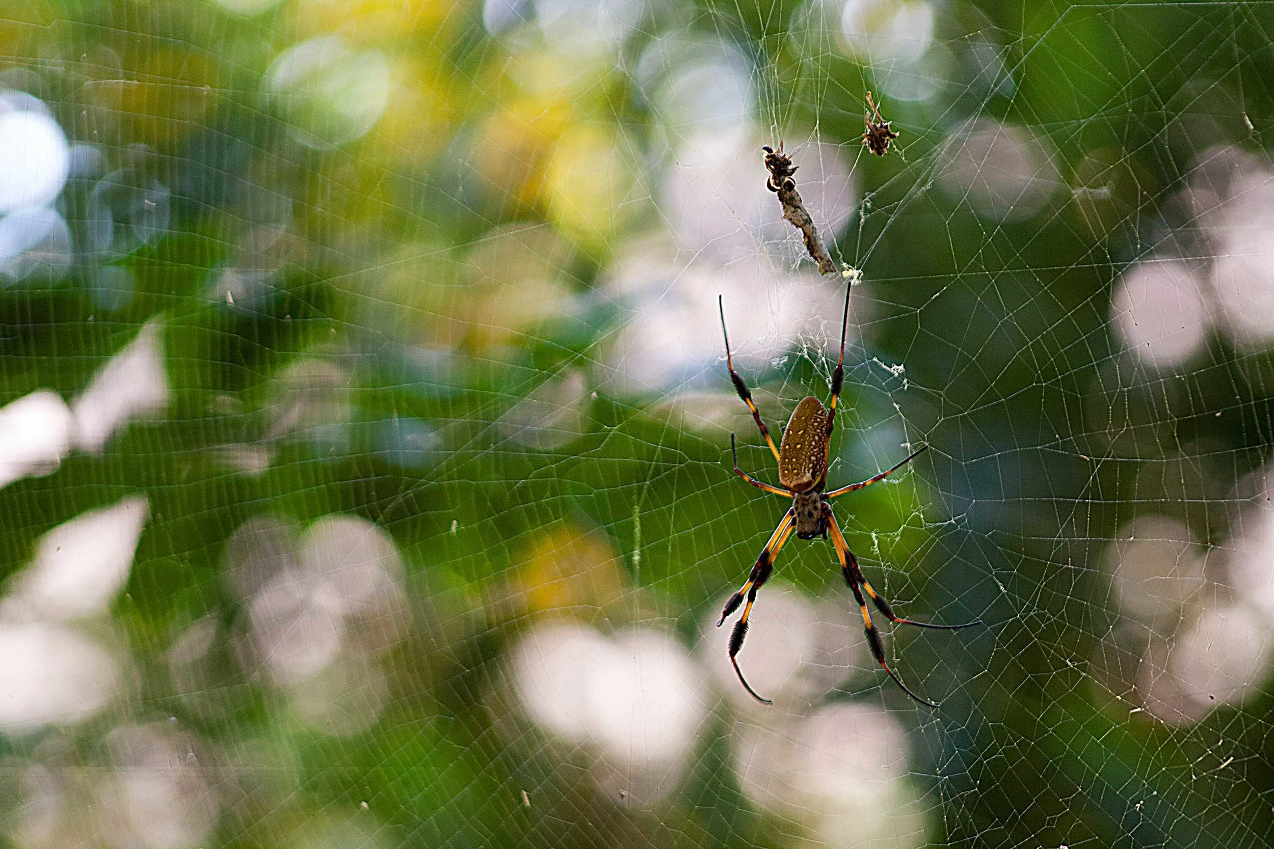 banana-spider-2_10256130205_o.jpg