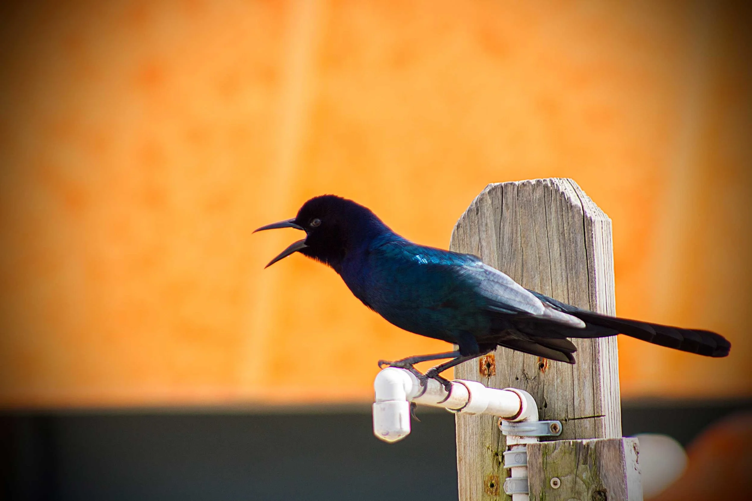 blackbird_10414658314_o.jpg