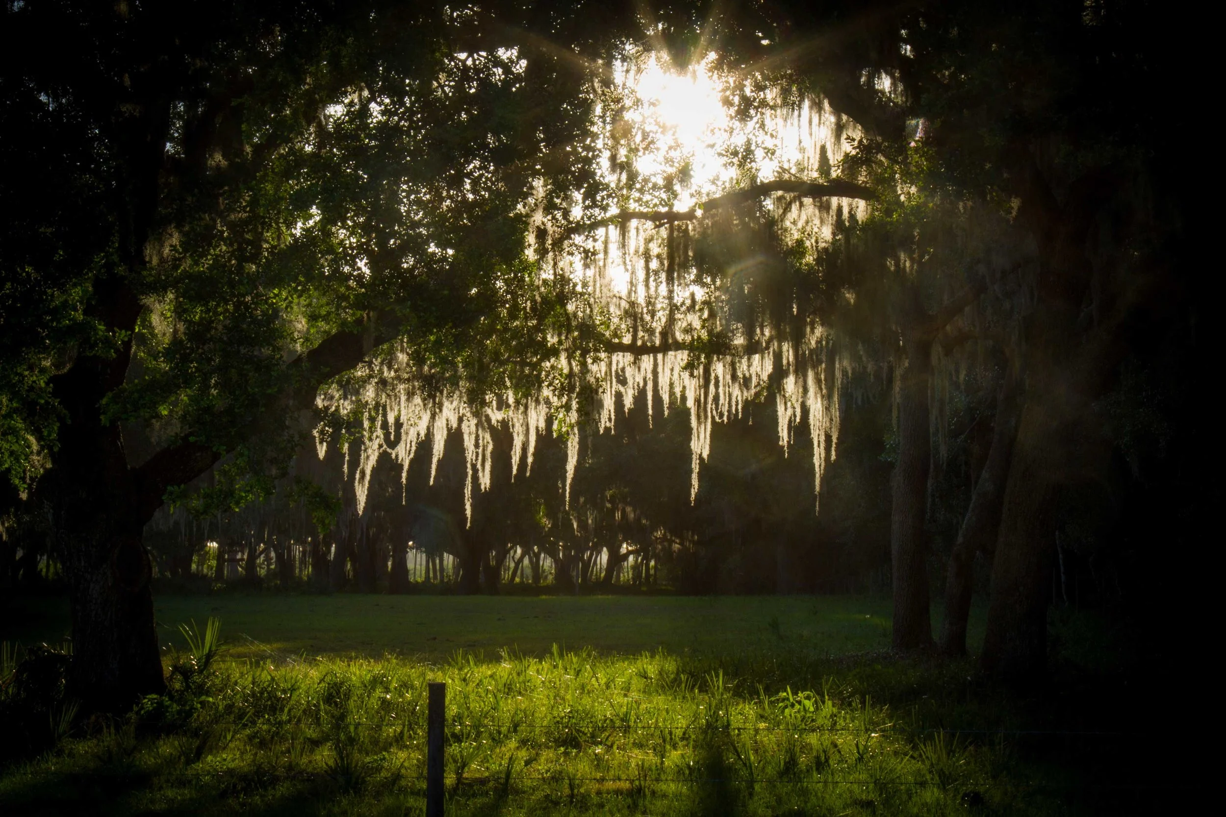 john-anderson-hwy-trees_18238884501_o.jpg