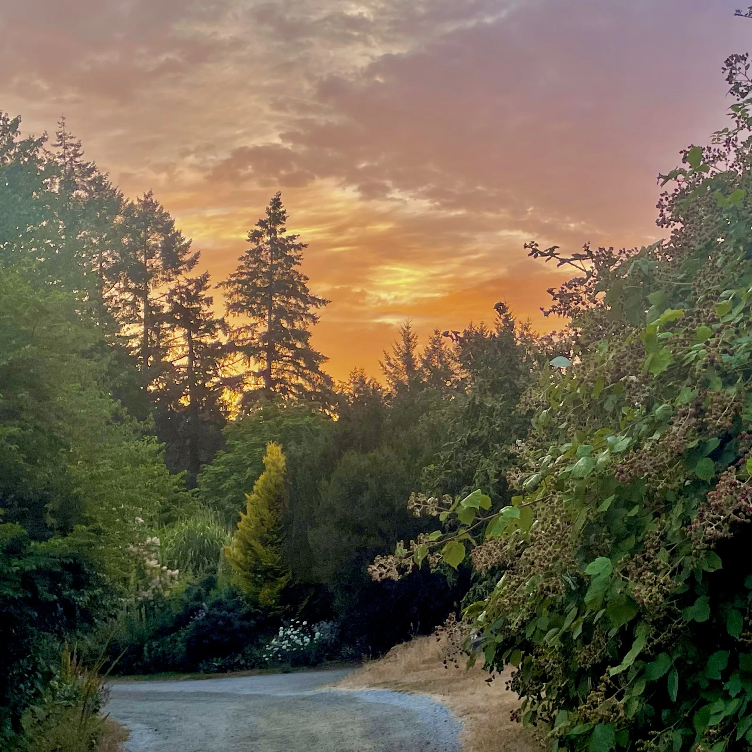sunset at stowel lake farm, salt spring island, canada