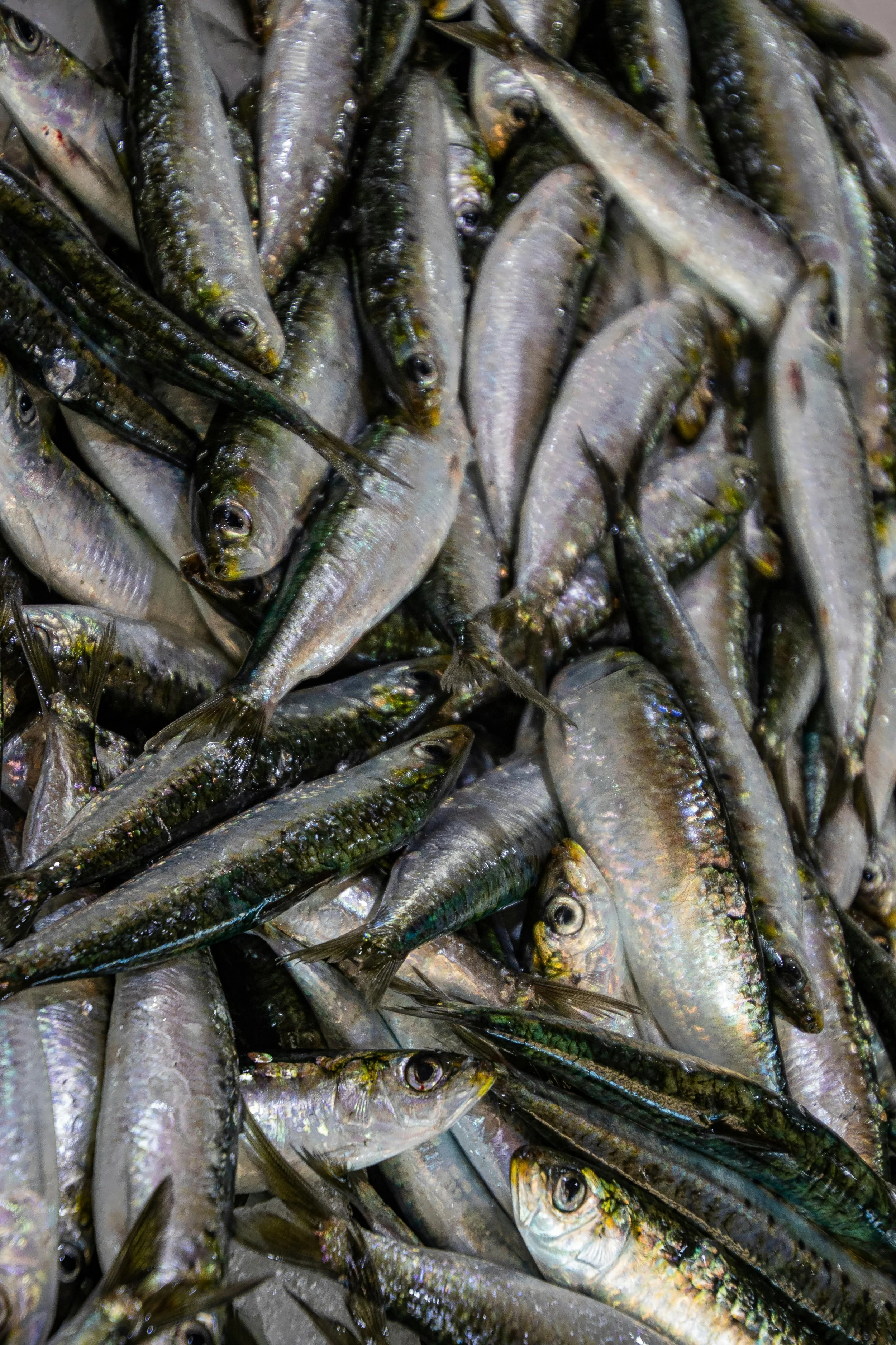 Brain Food: SARDINES!