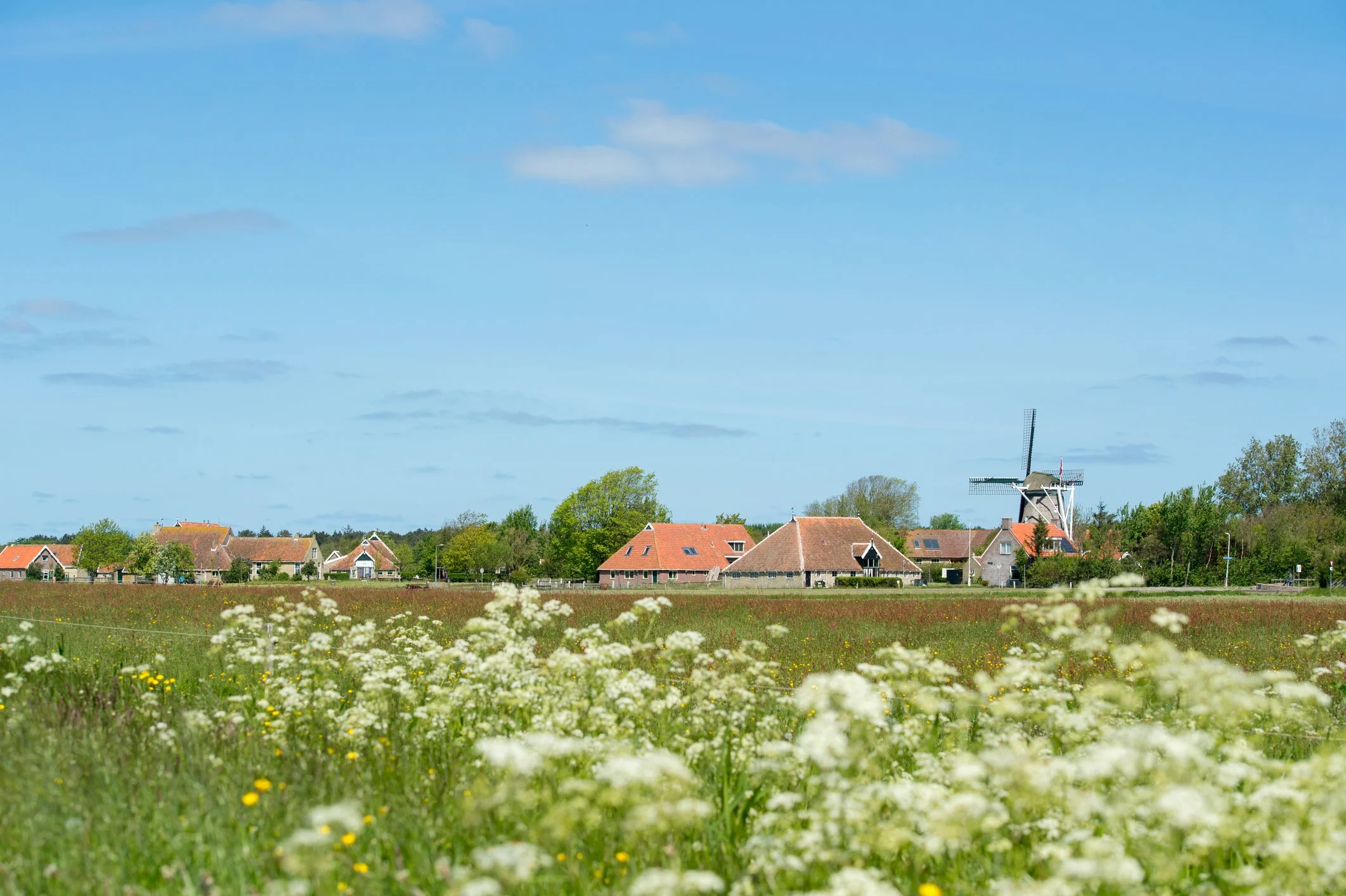 town in terschelling with a windmill taken from a field with cow parsley in the foreground