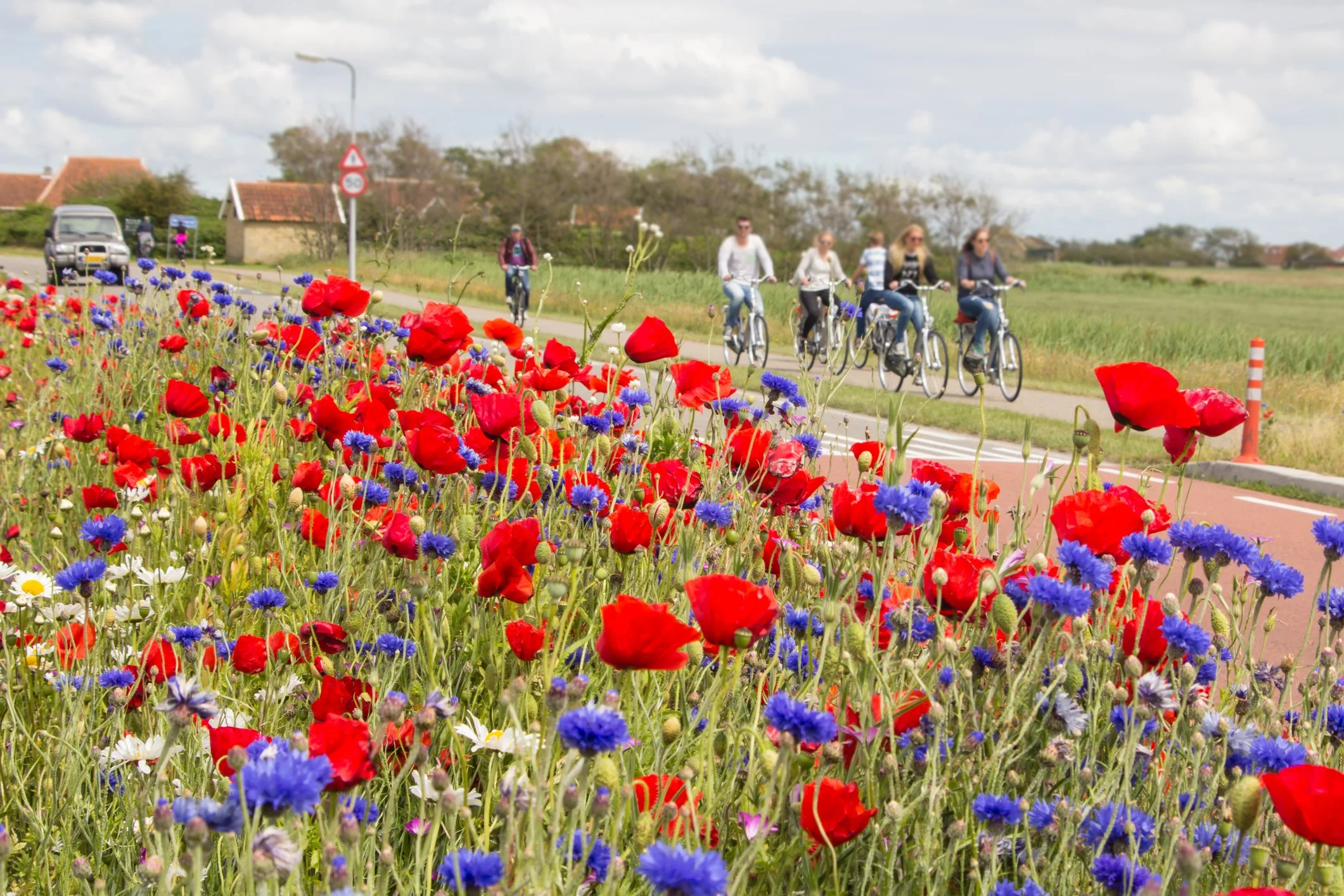 field of wildflowers with people cycling on path