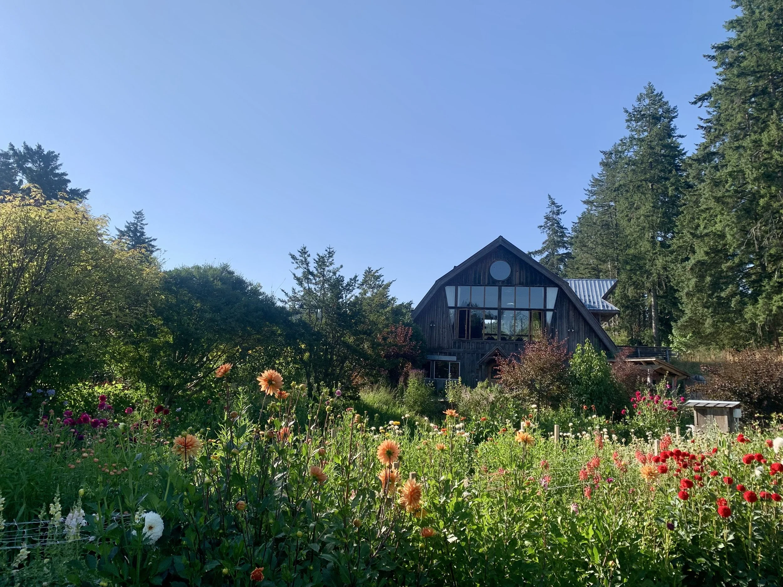 cabin with blue sky and dahlias in foreground