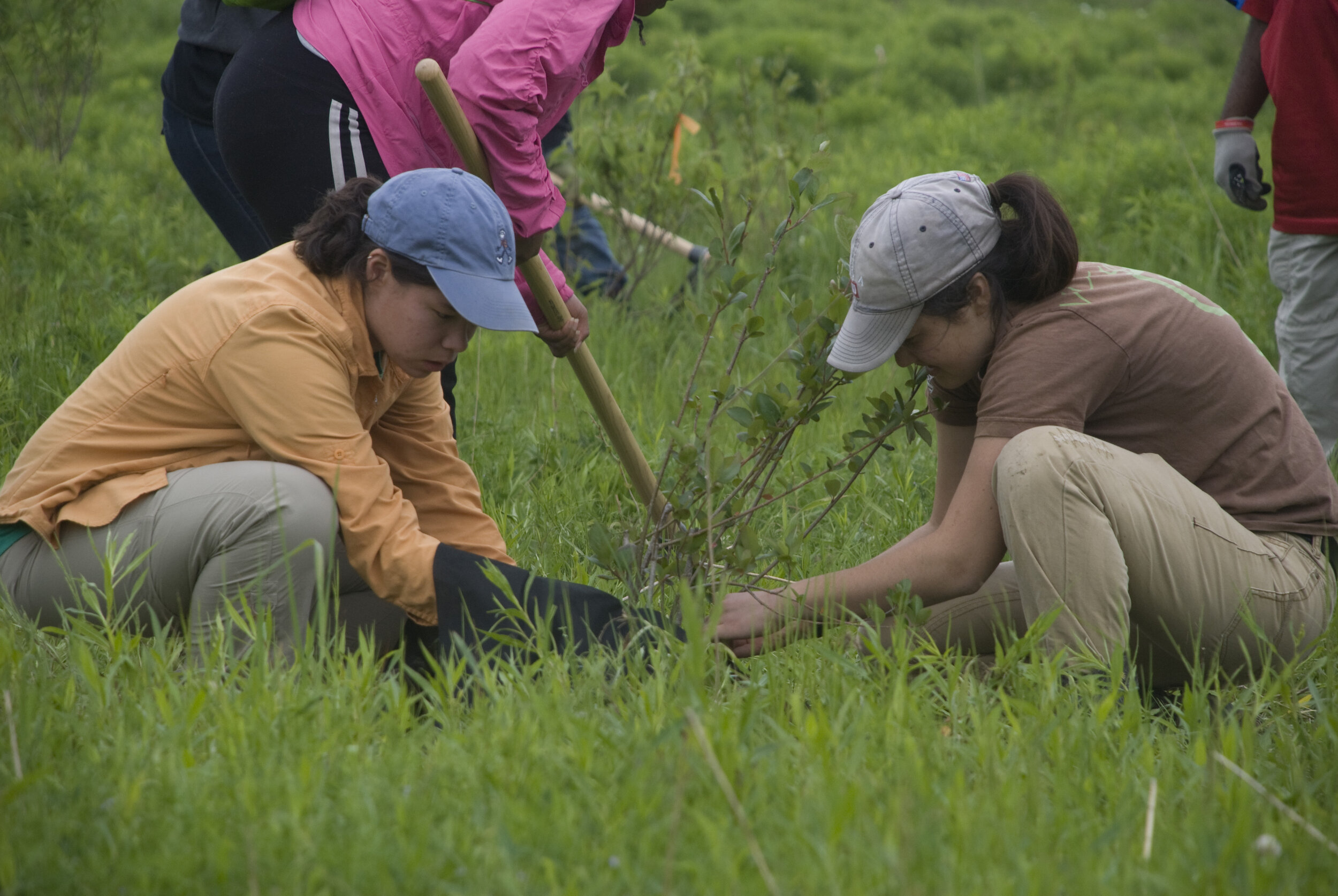 planting tree.jpg