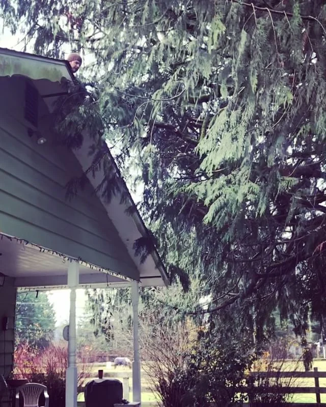 Saturday consisted of clearing out some long branches that are (were) attacking the house. It made quite a mess. #christmaslightsareup #homeownership #saturdaysareforprojects #chainsawwork #cedartree #fixerupper #roofcare #cleanitup