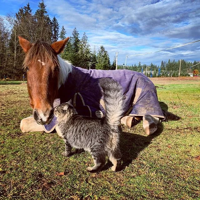 Feelin the loves this morning. 😻🐴 #mrTucson #Anguskitty #unlikelyanimalfriends #sundaysnooze #farmlife #fieldbuddies #horsesofinstagram #catsofinstagram