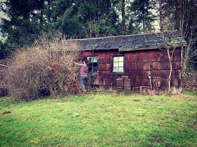 Got into some serious pruning today... this honeysuckle is literally invading the little red building in our back yard - and someday we want to rebuild it for a cute outbuilding/b&amp;b/work space ... something. 🙃 
It took me until after dark, so af